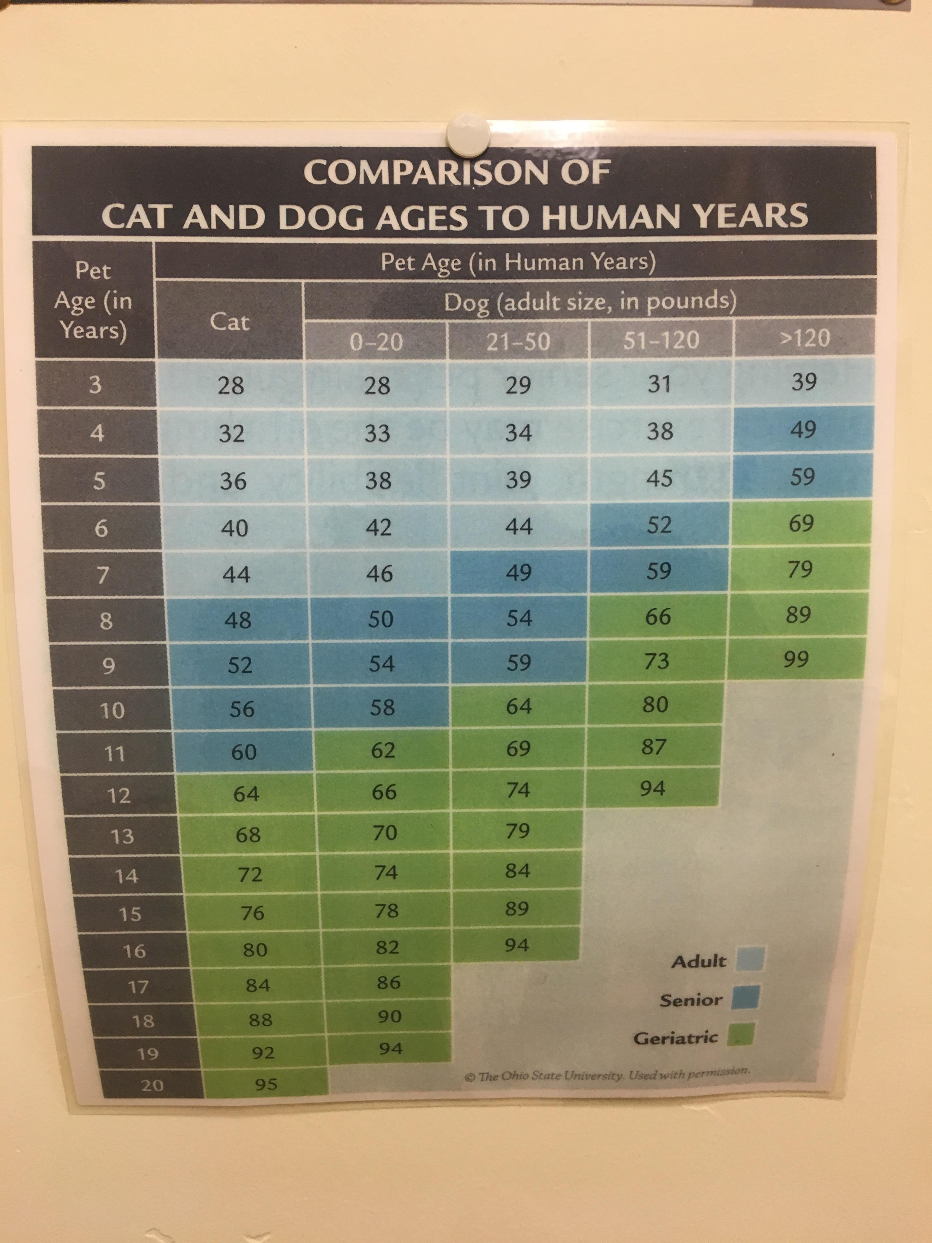 Cat and dog years converted to human ages coolguides