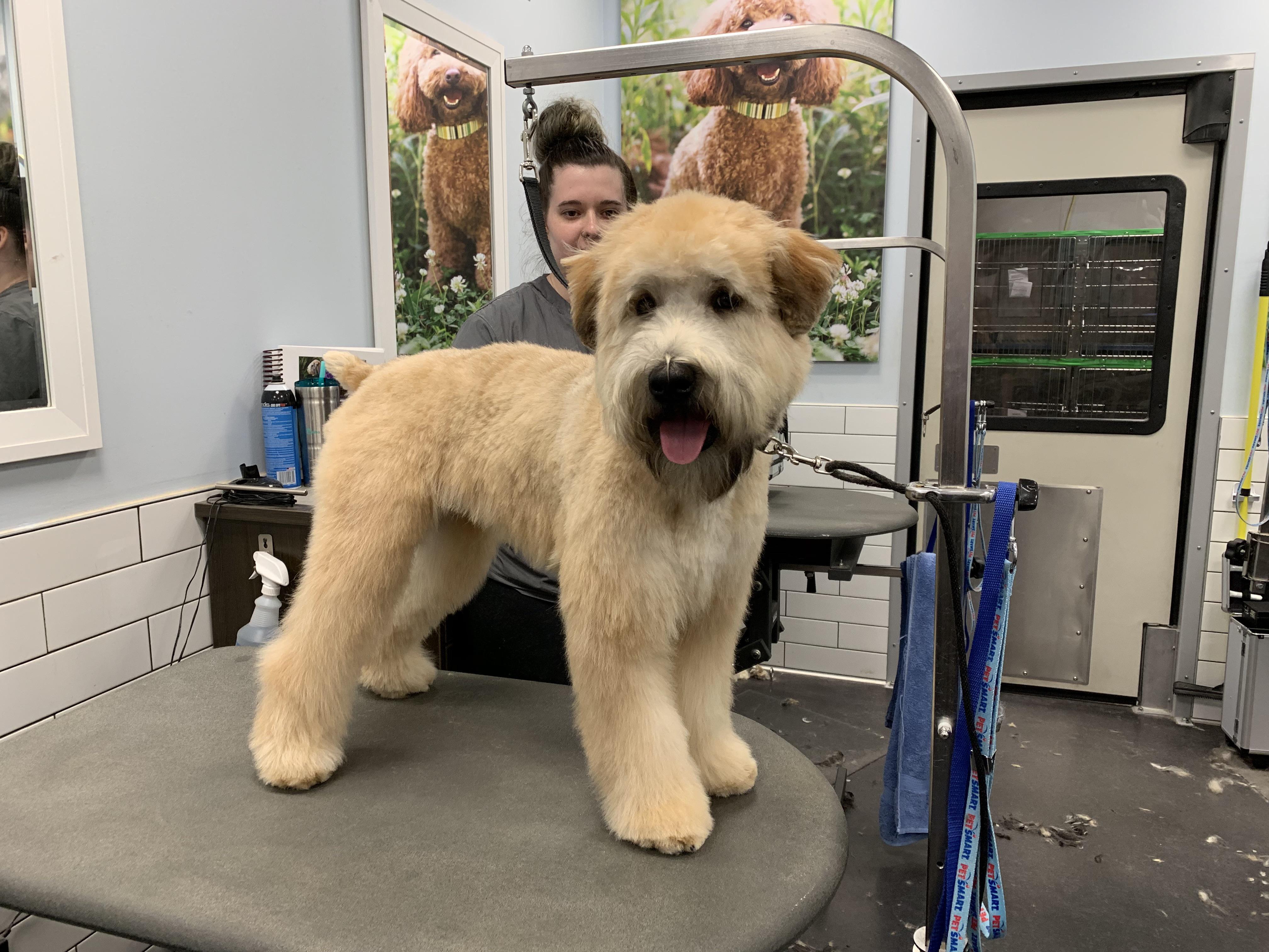 I’m in grooming academy, this is the 6th dog I’ve worked on and I did a
