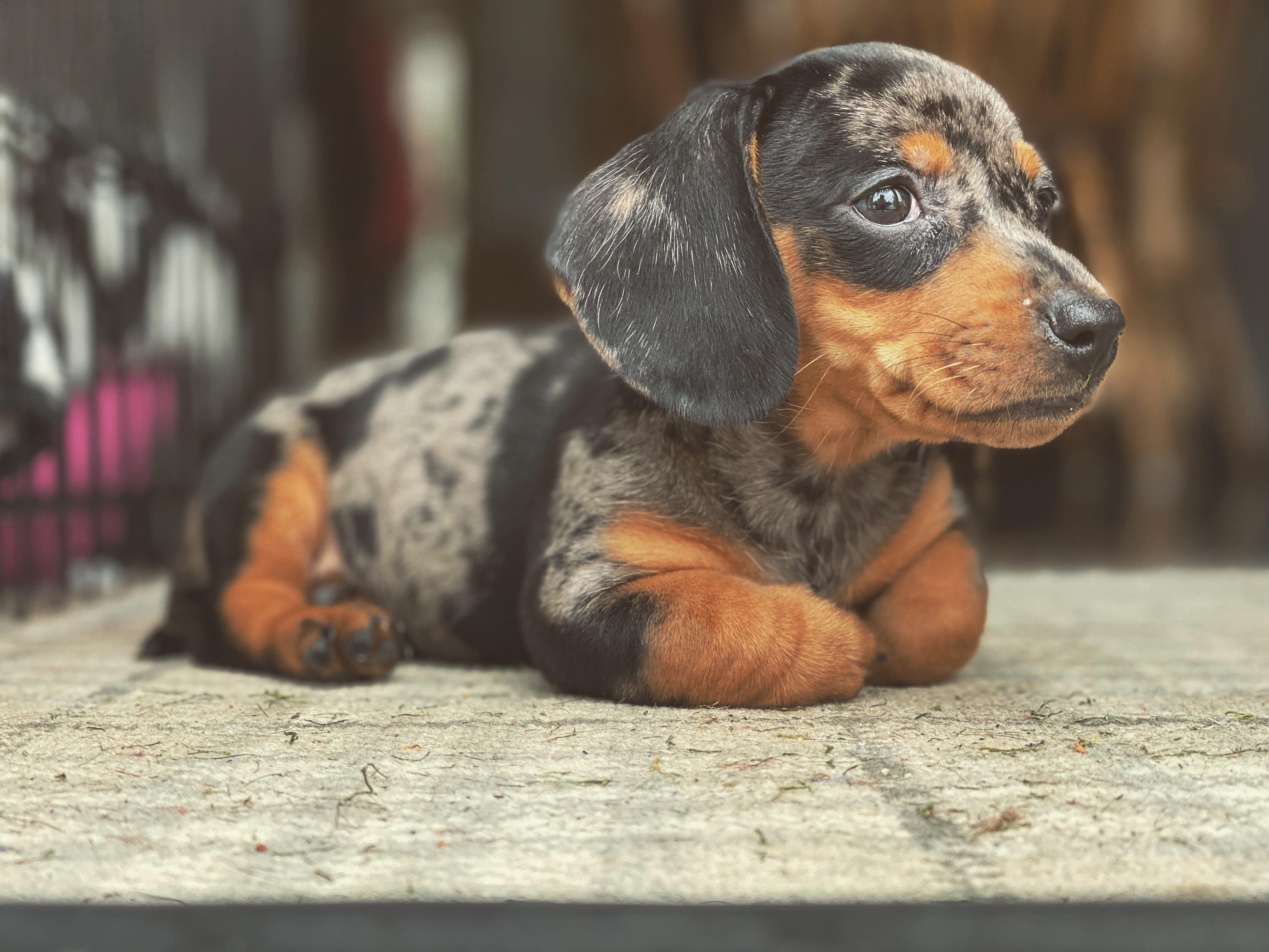 A baby dapple sausage dog named Daisy r/aww