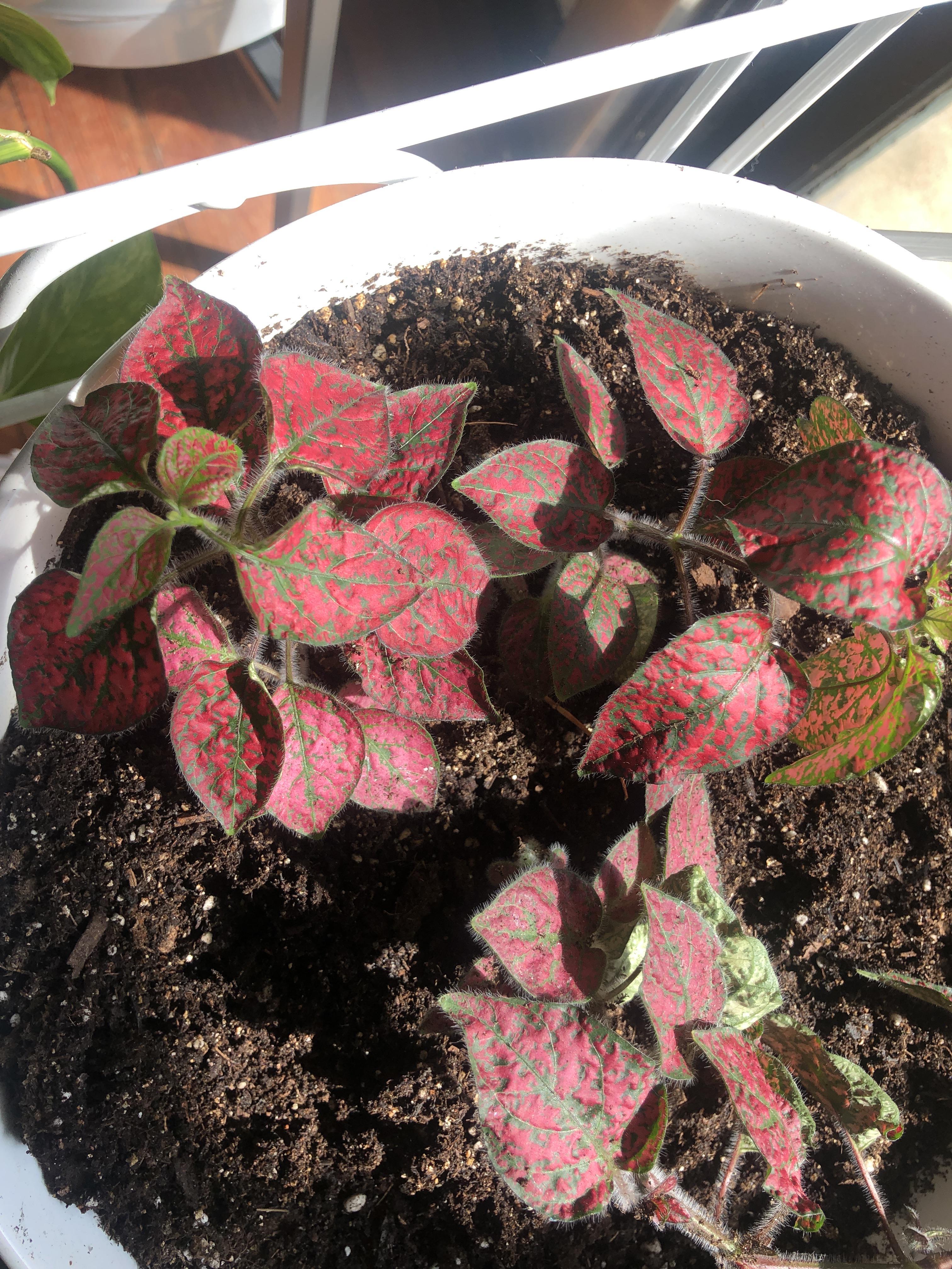 Help!! I just repotted this plant after a year (not sure what it is