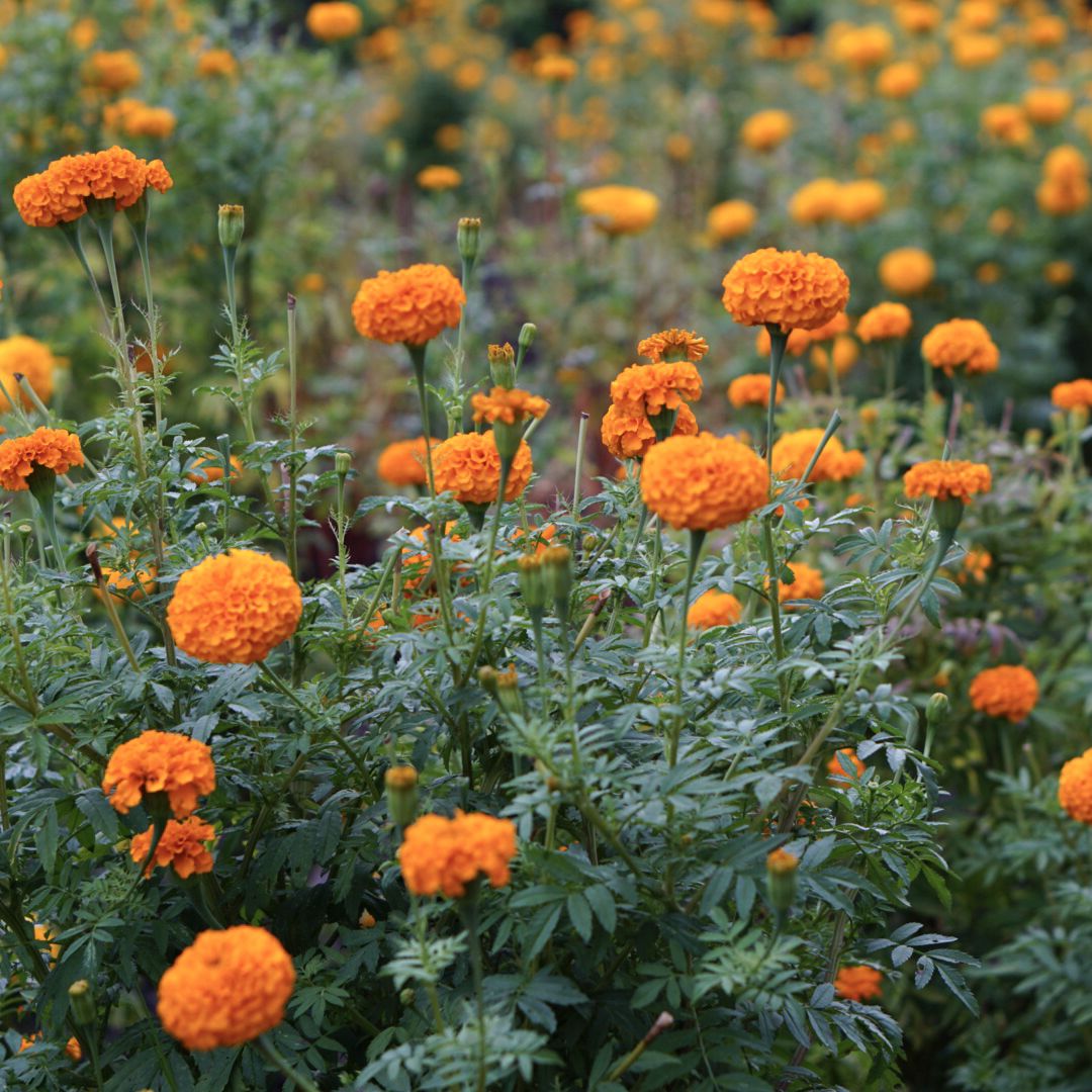 Golden Mexican marigold BotanicalPorn
