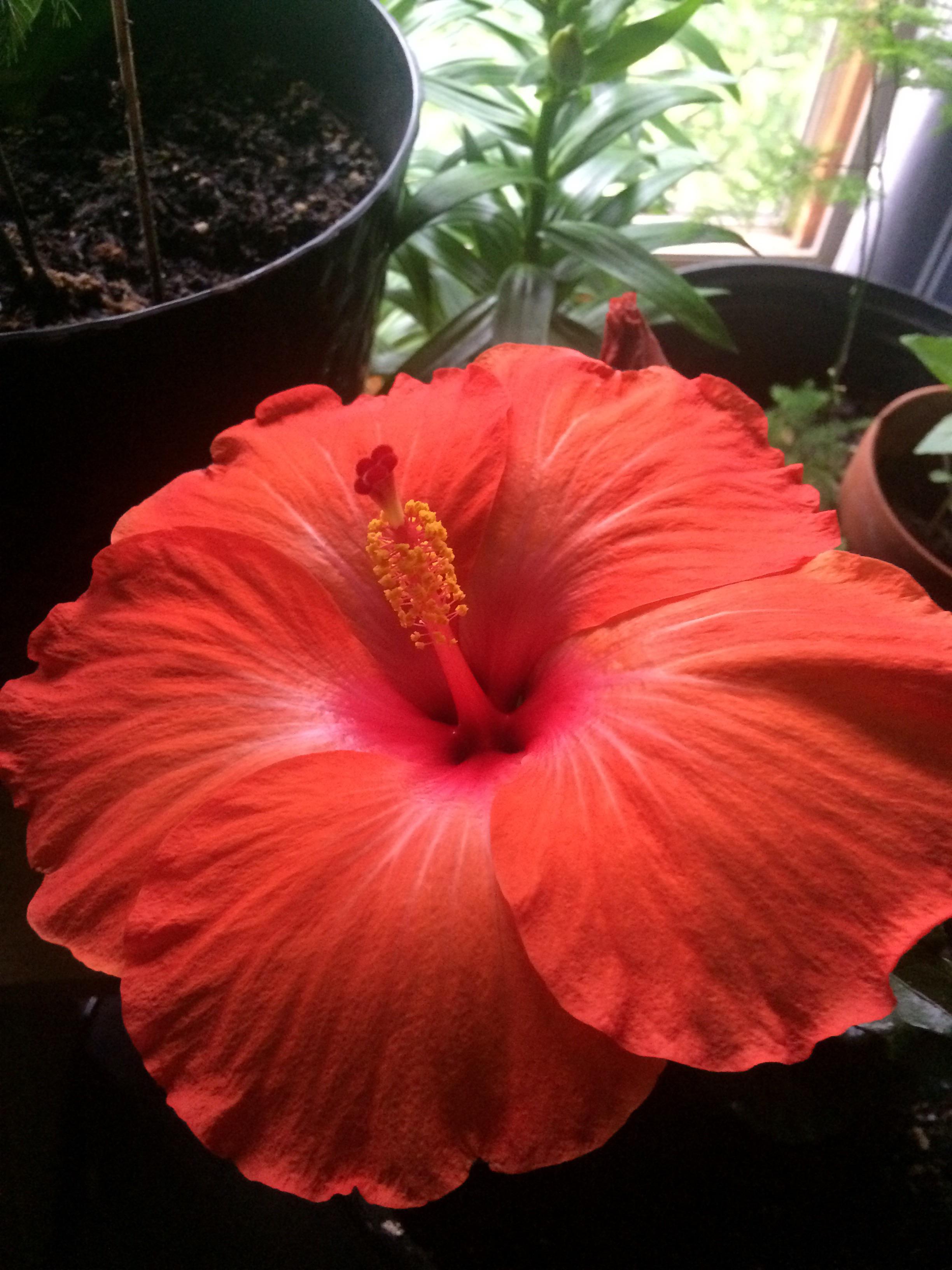 How do I get seeds from my hibiscus? r/botany