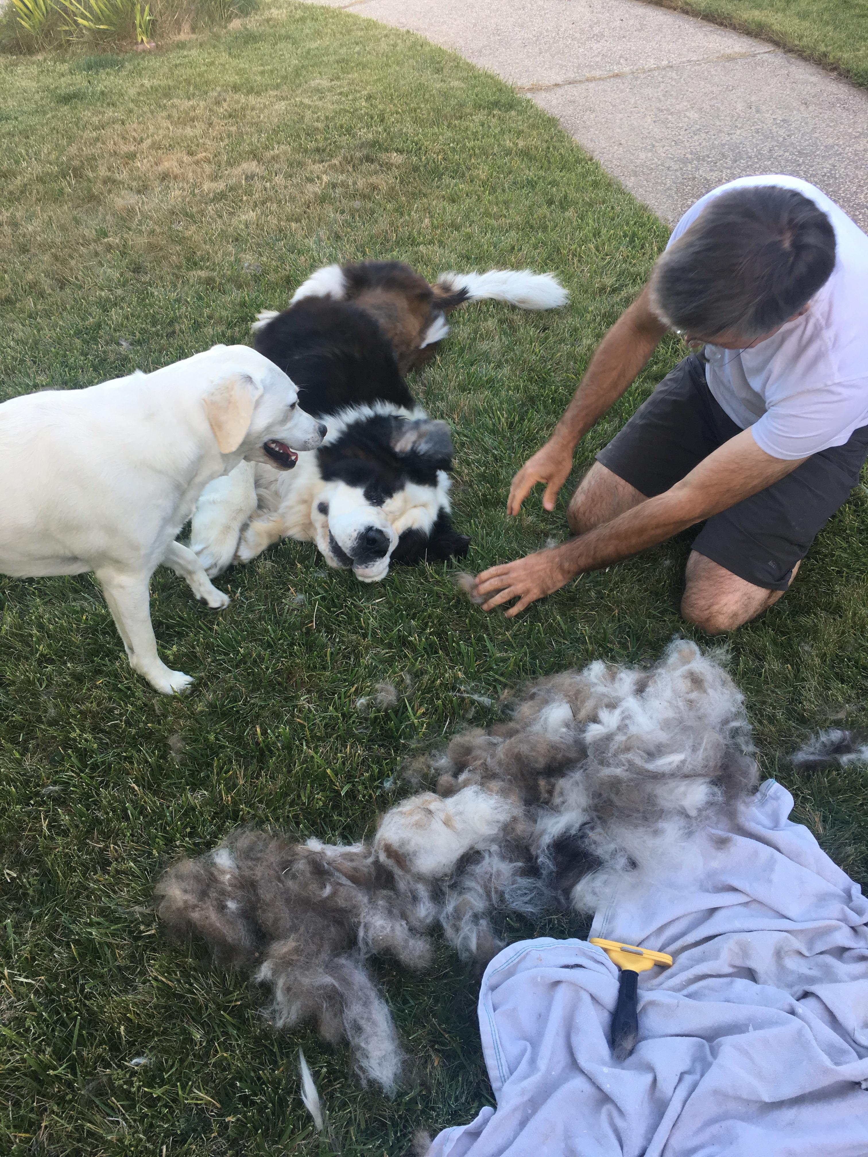 Bless Furminators r/stbernards