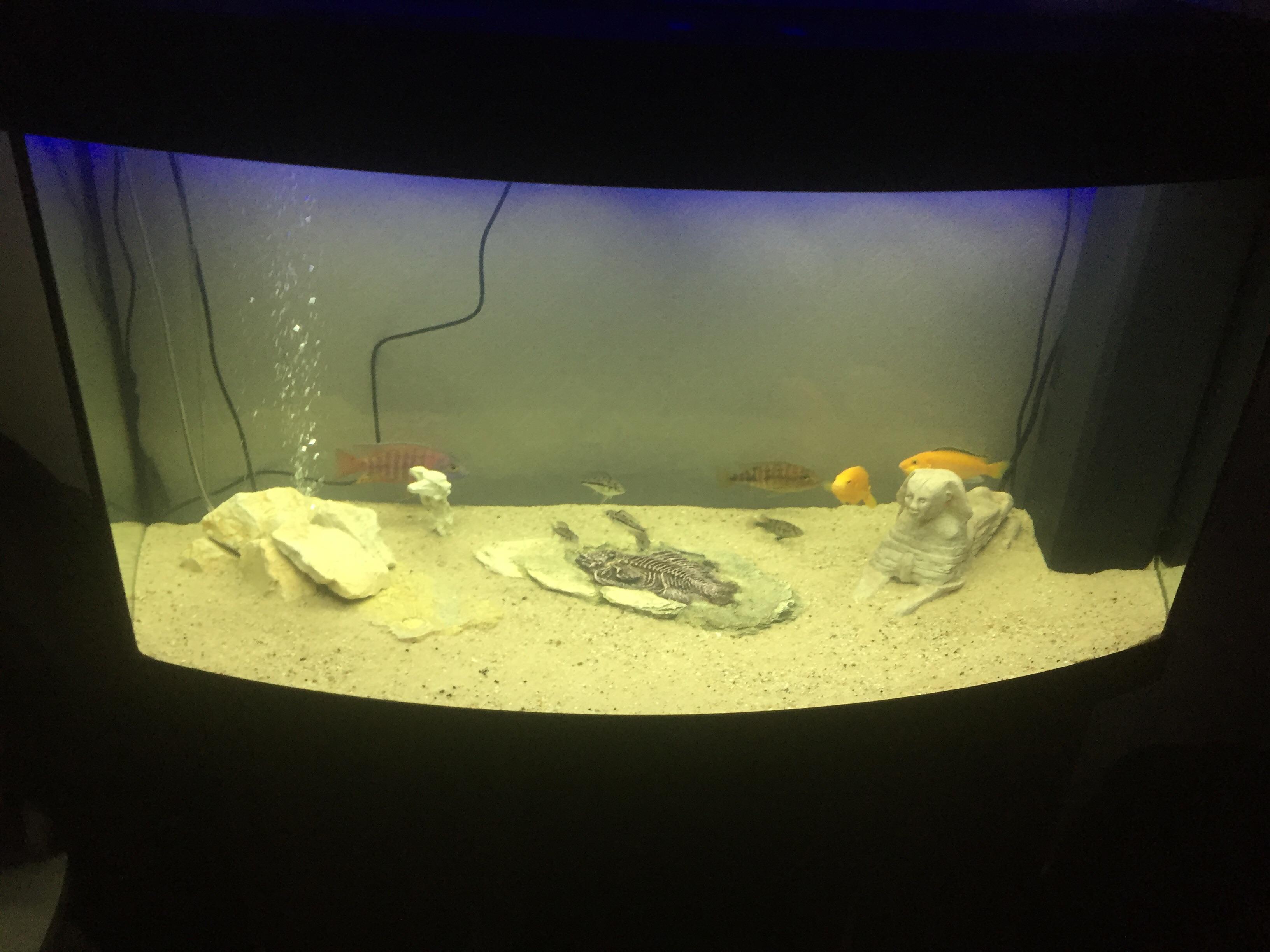 my first fish tank its still pretty empty so feel free to comment ideas