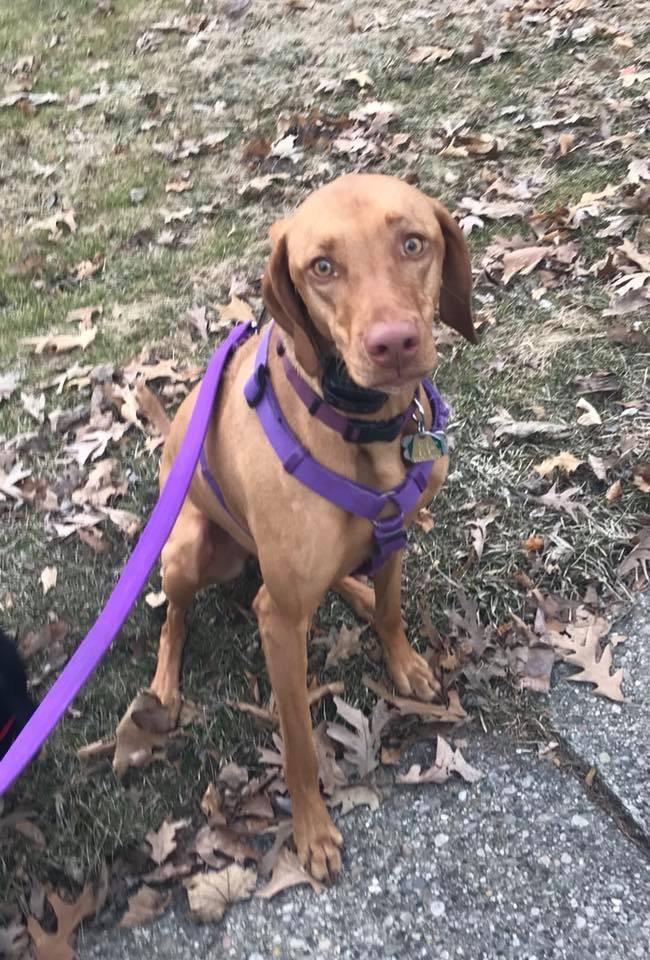 Lost dog Alger Heights Near Easter & Alger, missing since Friday