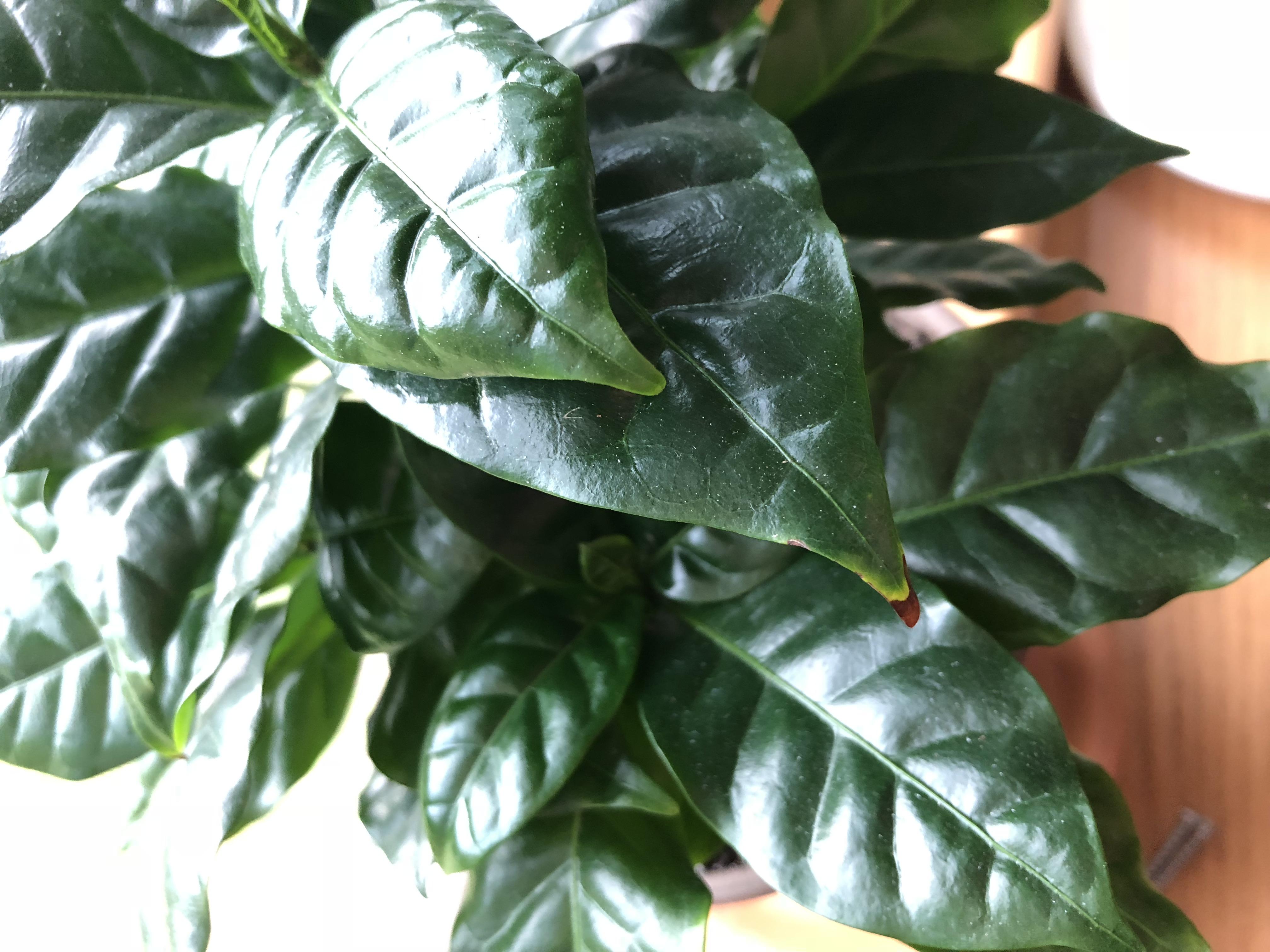 Tip of coffee plant leaf turning brown? I just repotted it in 70 soil