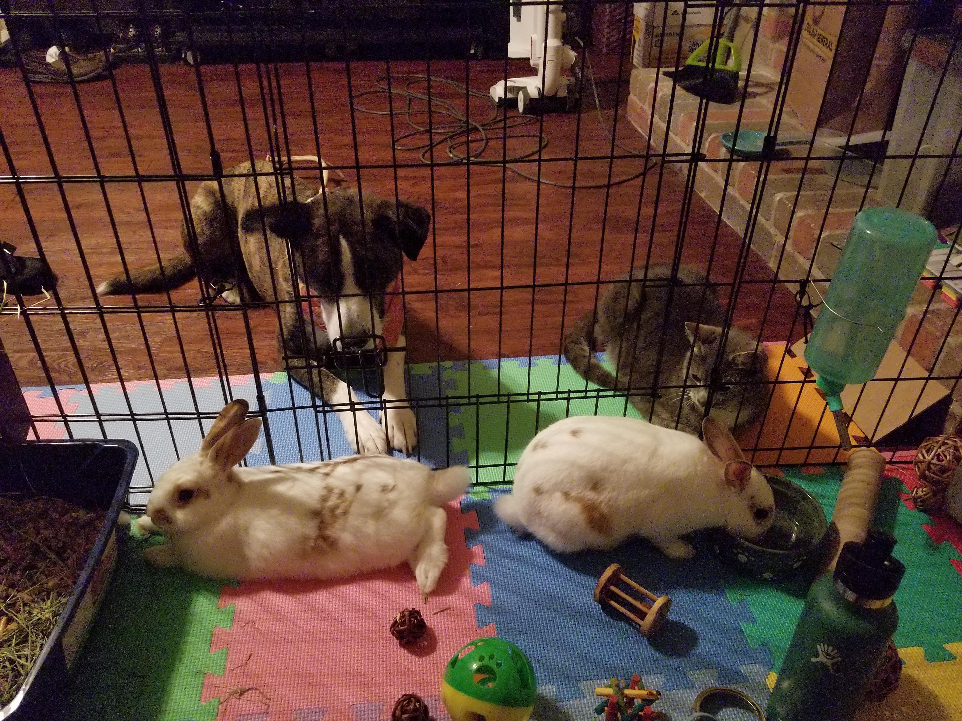 Day 2 of new bunnies, everyone is getting along! r/Rabbits