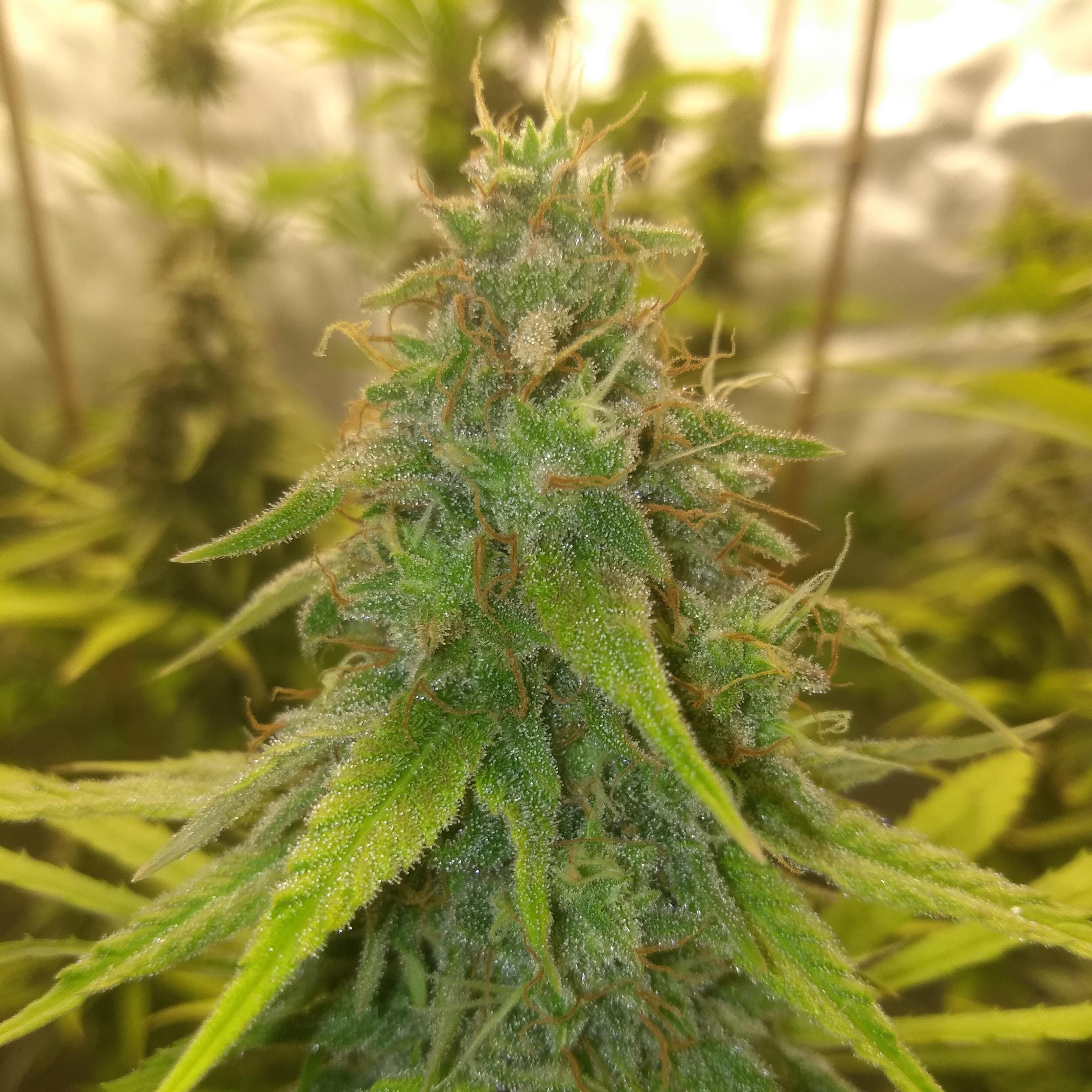 "Biggie" Unknown seed, Day 40 of flower. Smells so pungent, gassy