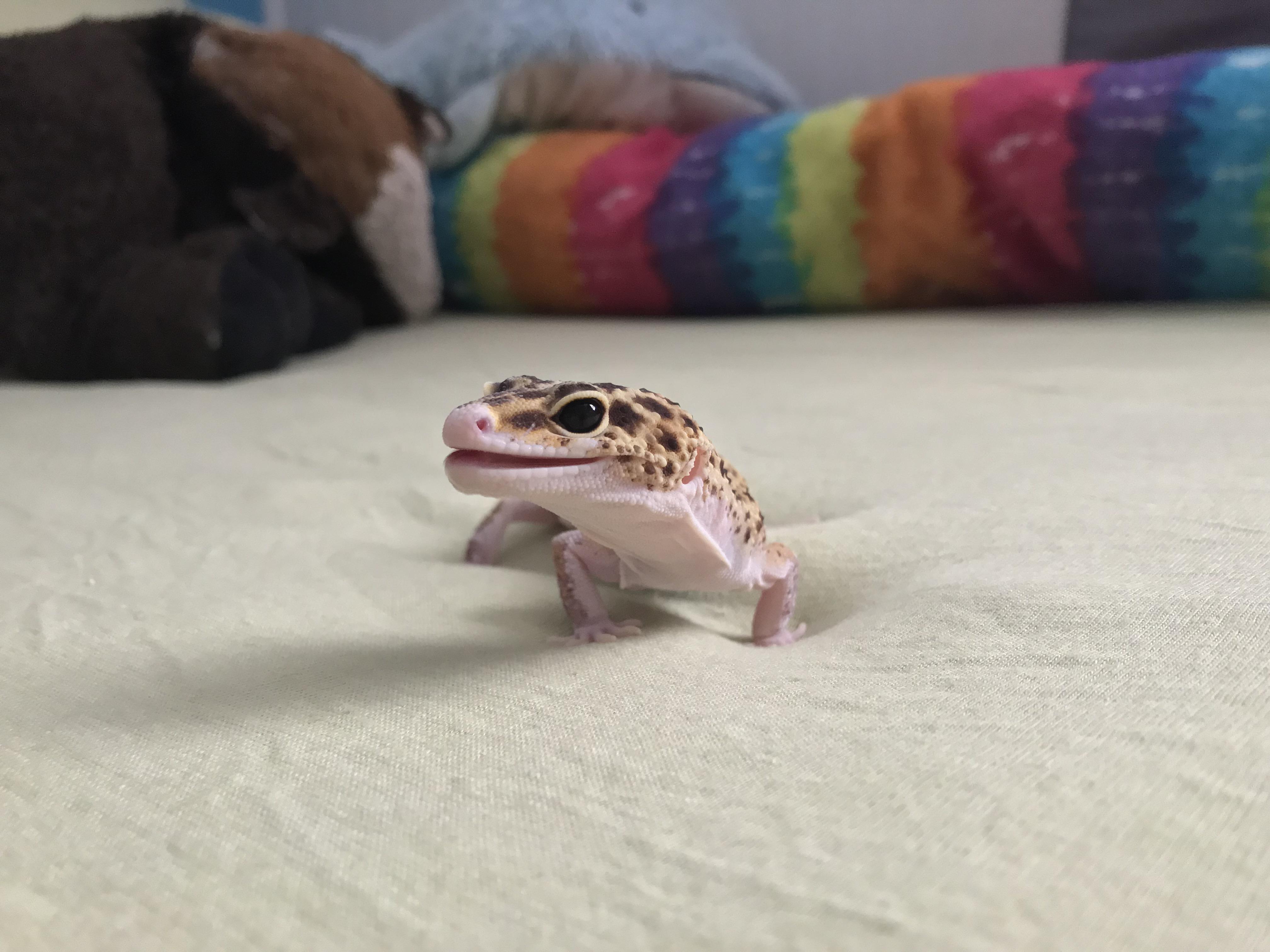 my leopard gecko with her mouth open slightly r/Eyebleach