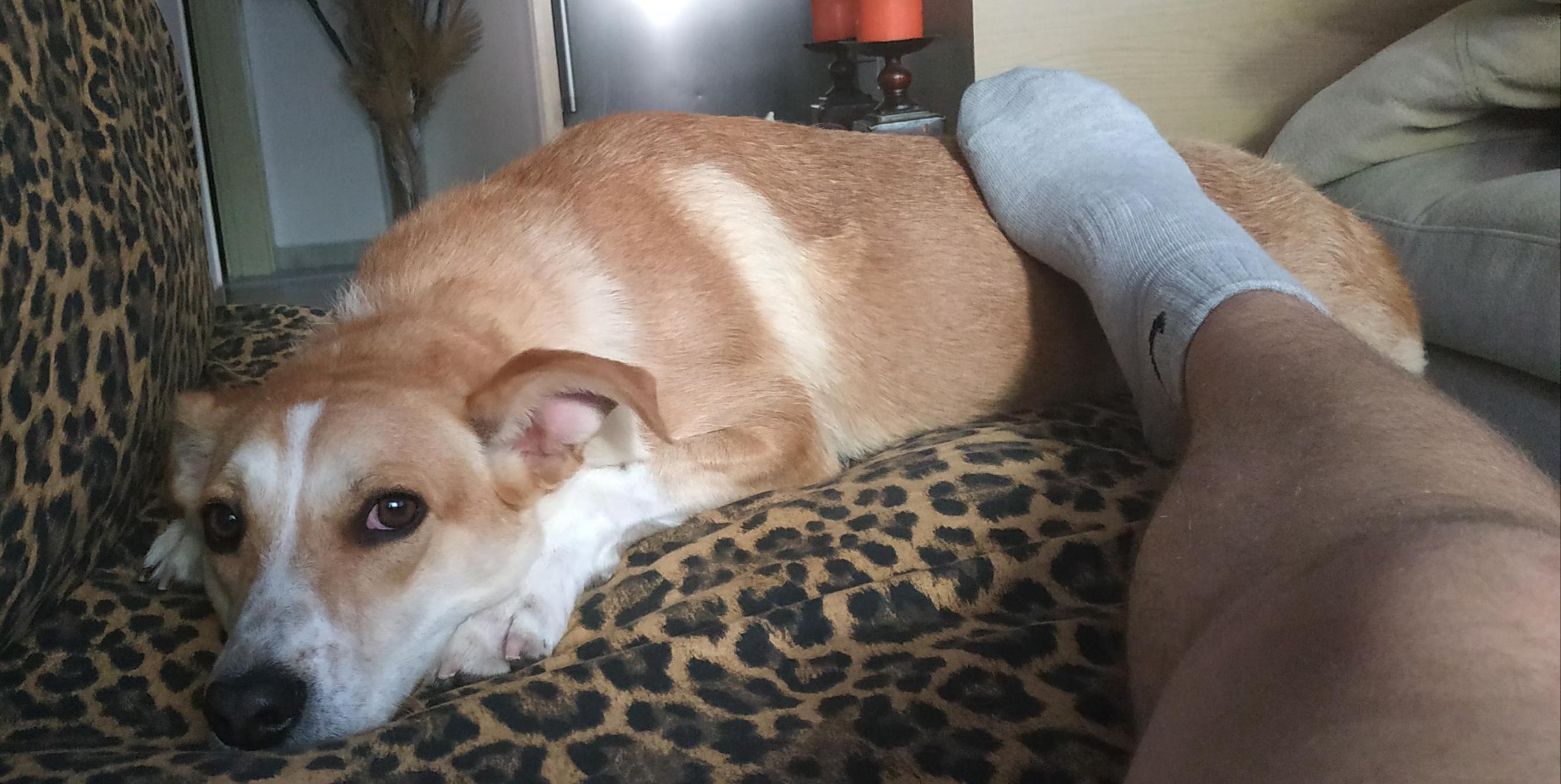 My friend took in a stray dog and wants to know its breed (photo shared with permission) r/IDmydog