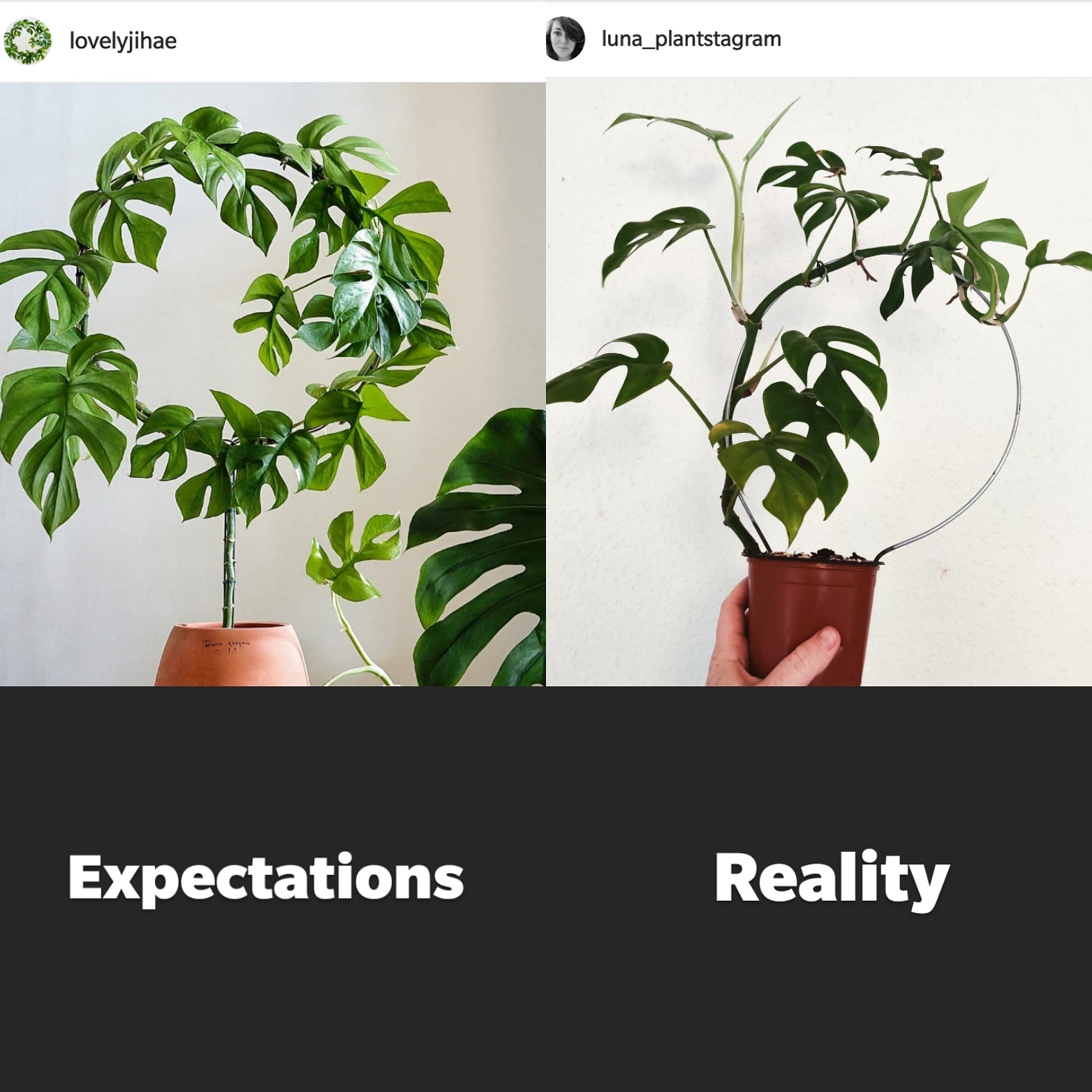 Expectations vs Reality r/houseplants