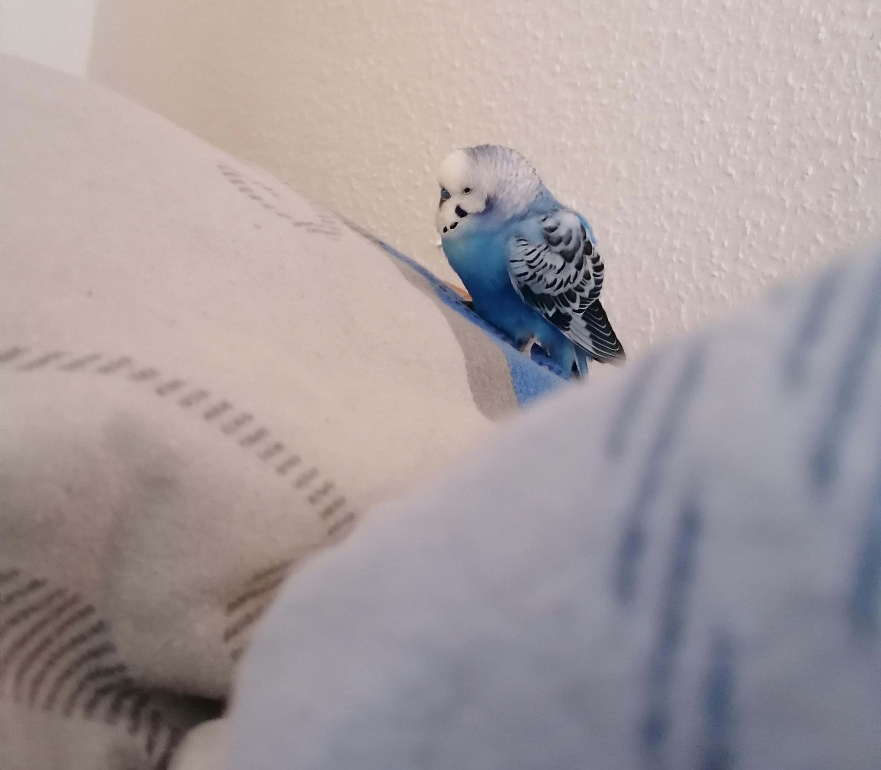 He matches the blanket perfectly r/budgies