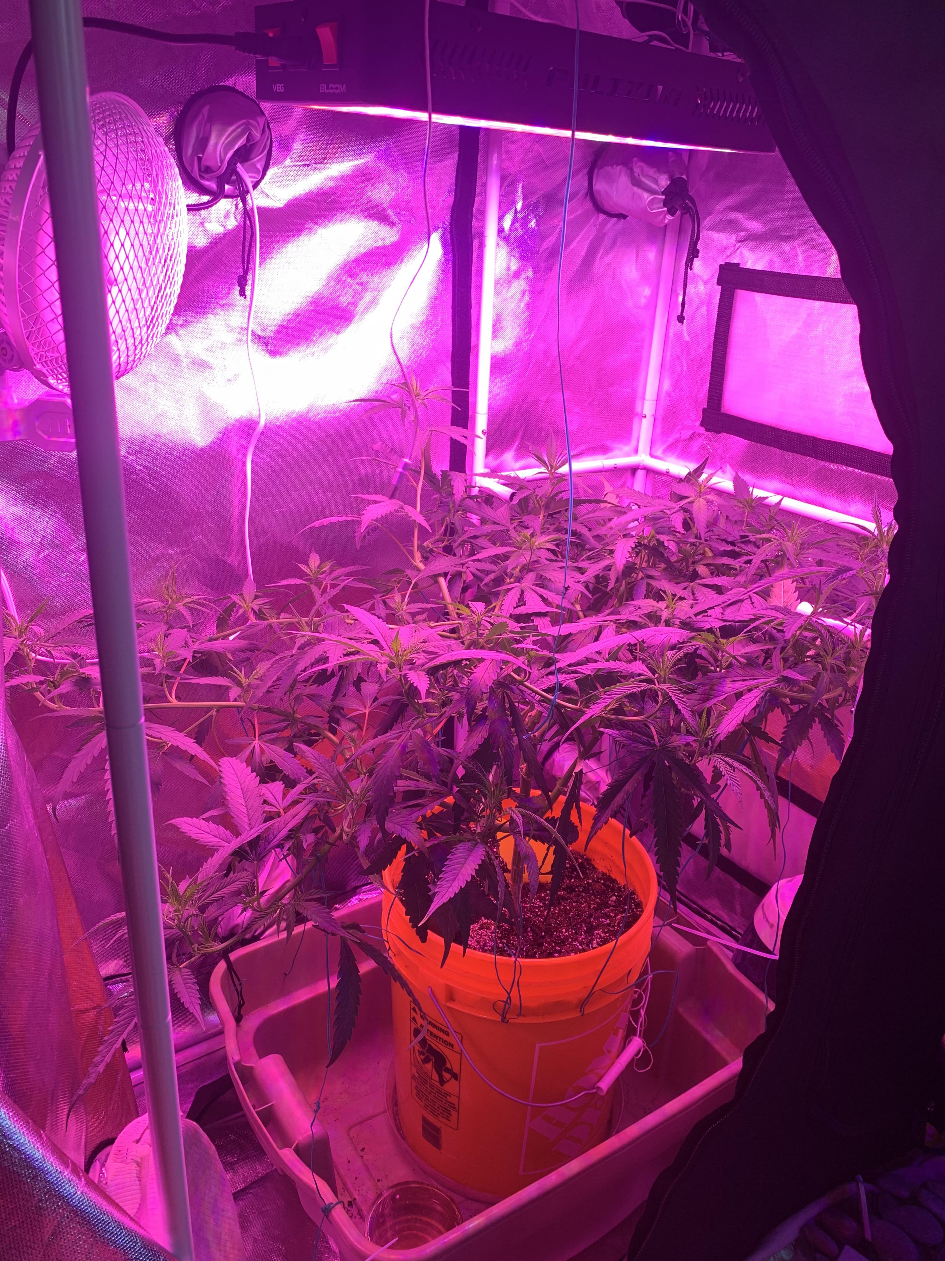 on how to get rid of fungus gnats in my plant. I have a