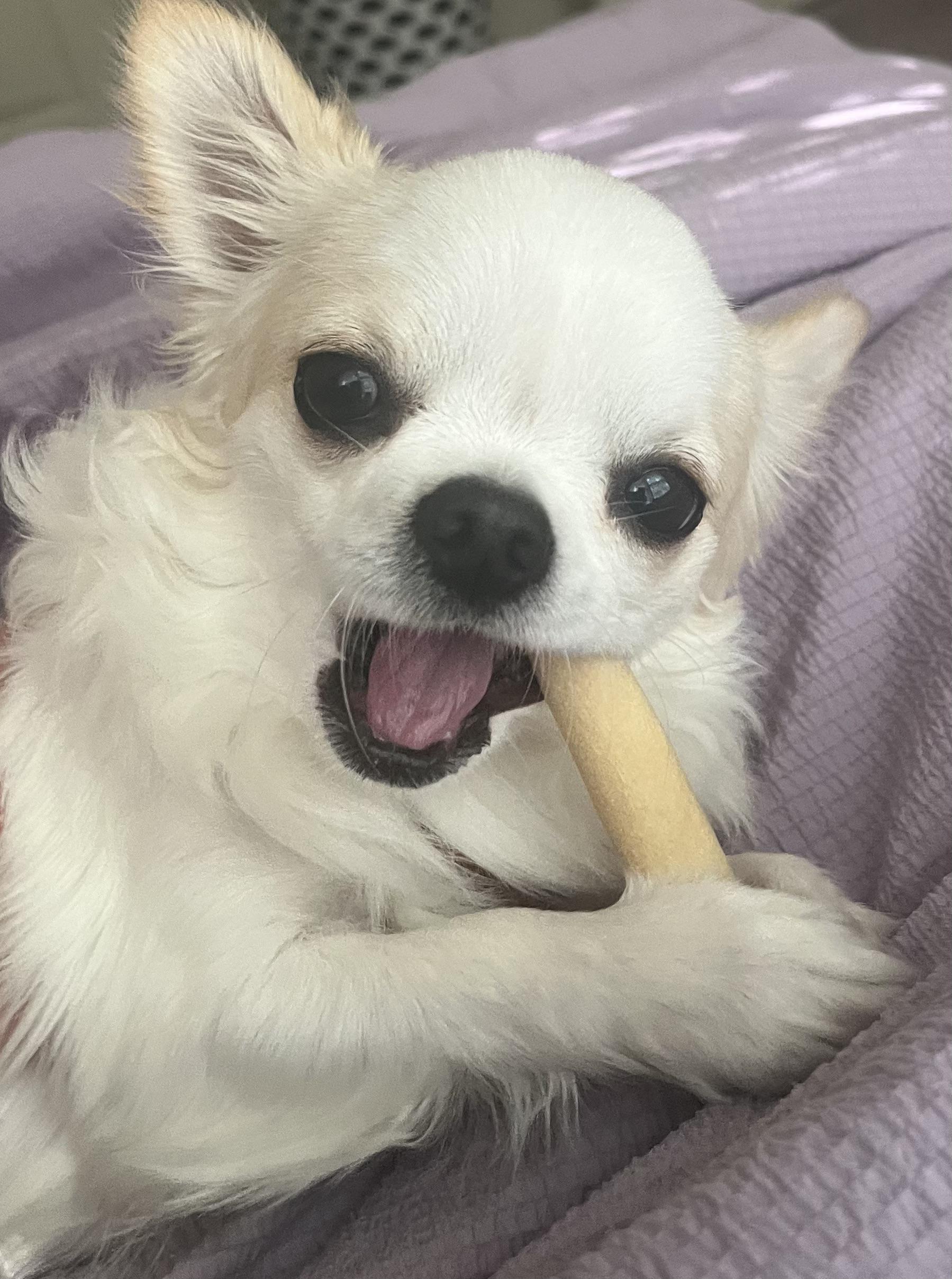 Did your chihuahua calm down after neutering? r/Chihuahua