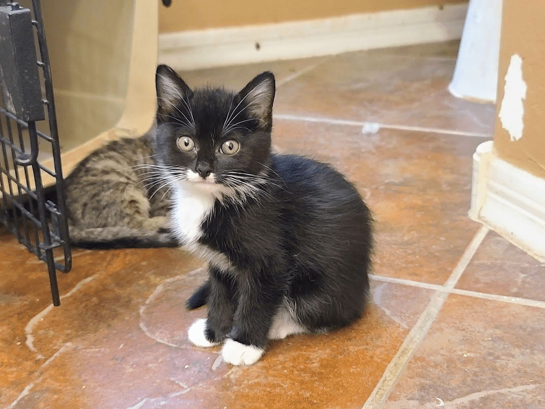 Tiny Poppy displays her whisker sparklers as she poses for preadoption