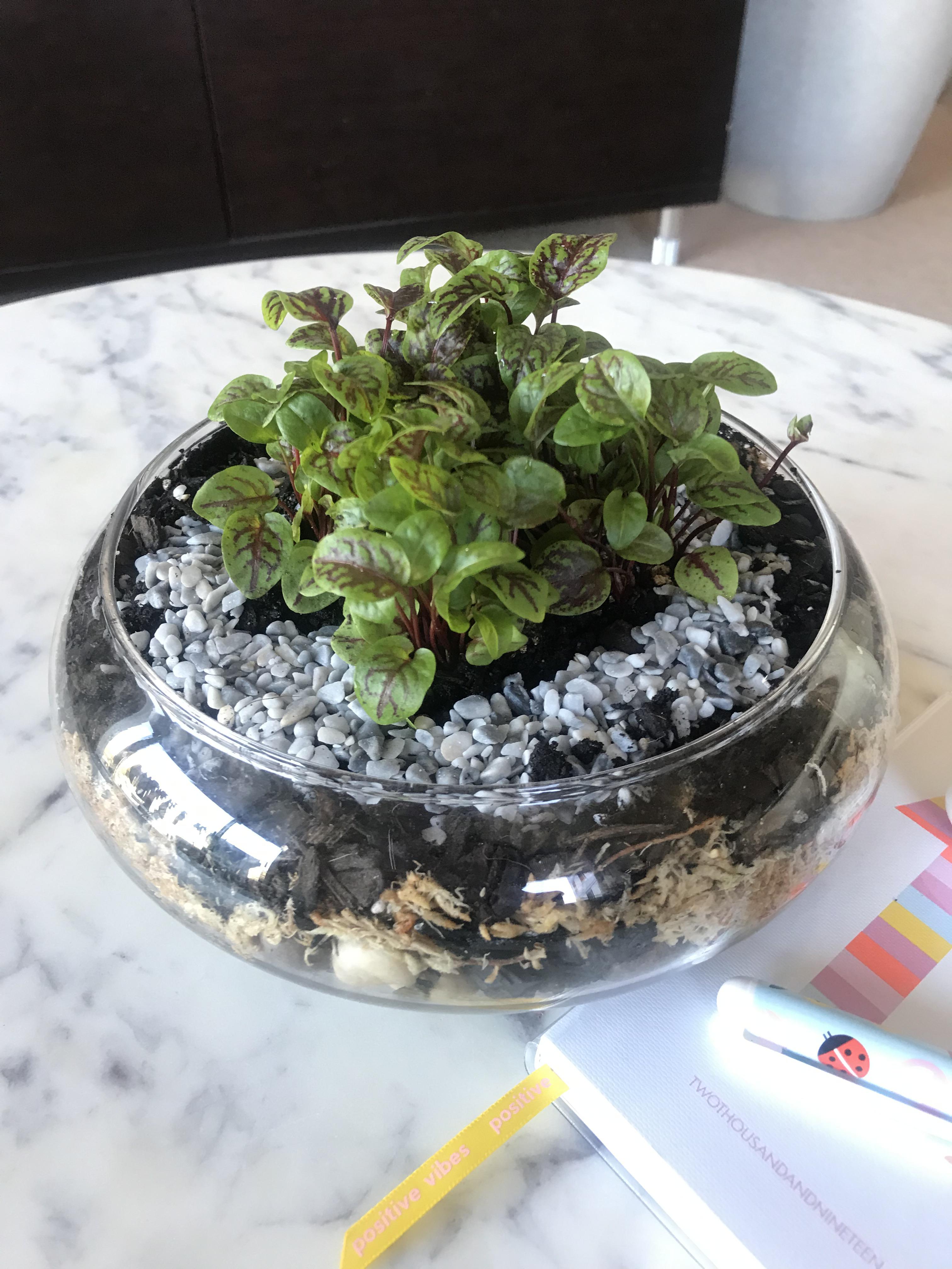 Microherb terrarium r/terrariums