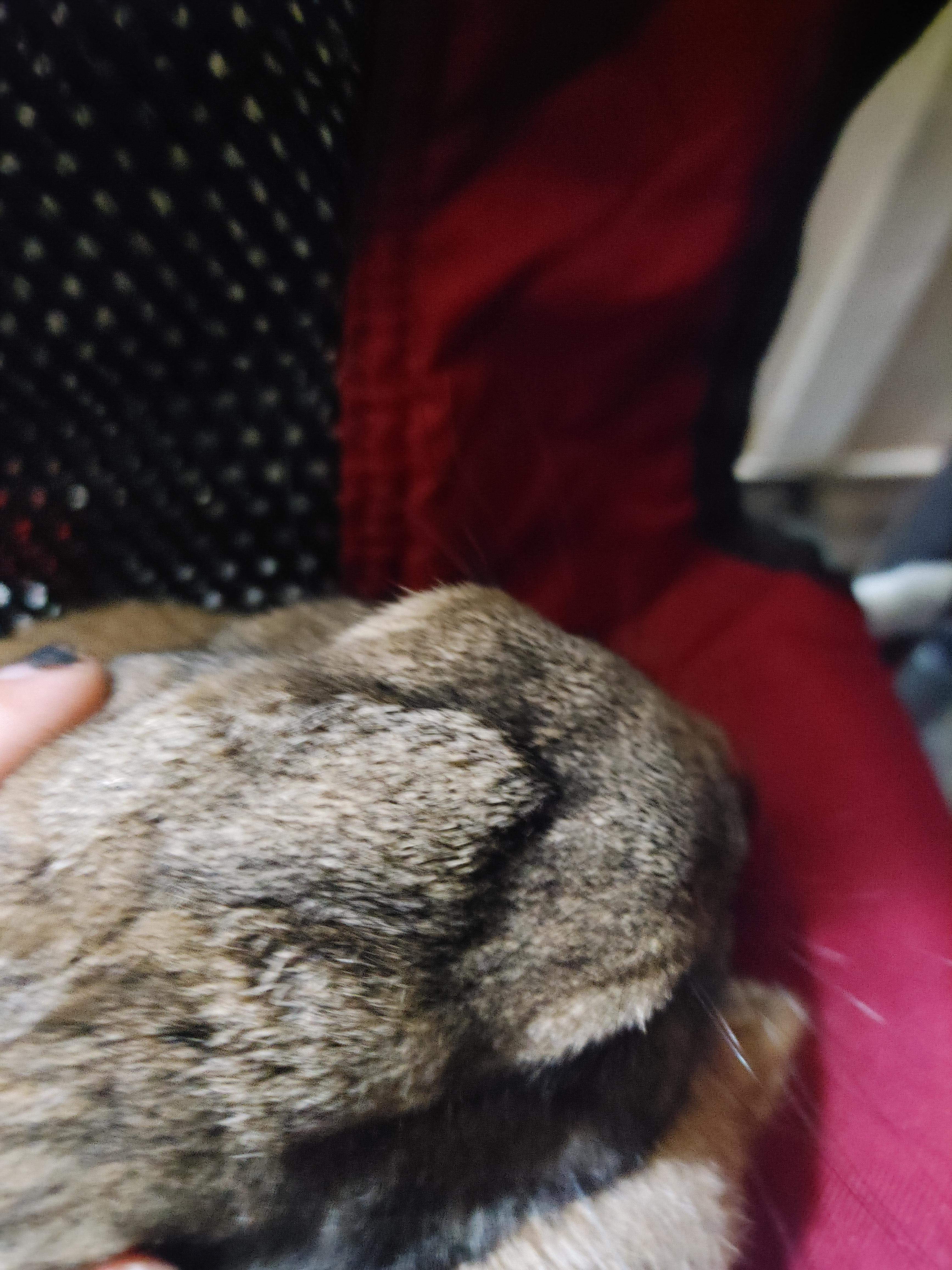 V on forehead...does this mean anything?? r/Bunnies