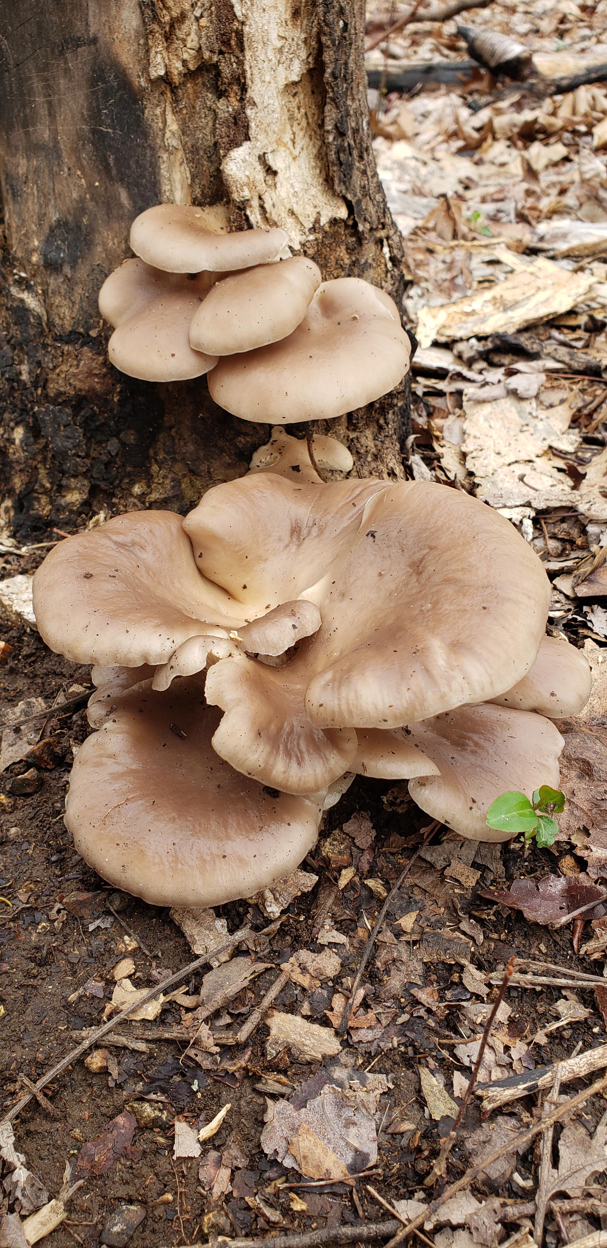 My very mushroom find! A huge amount of oysters! Roane County