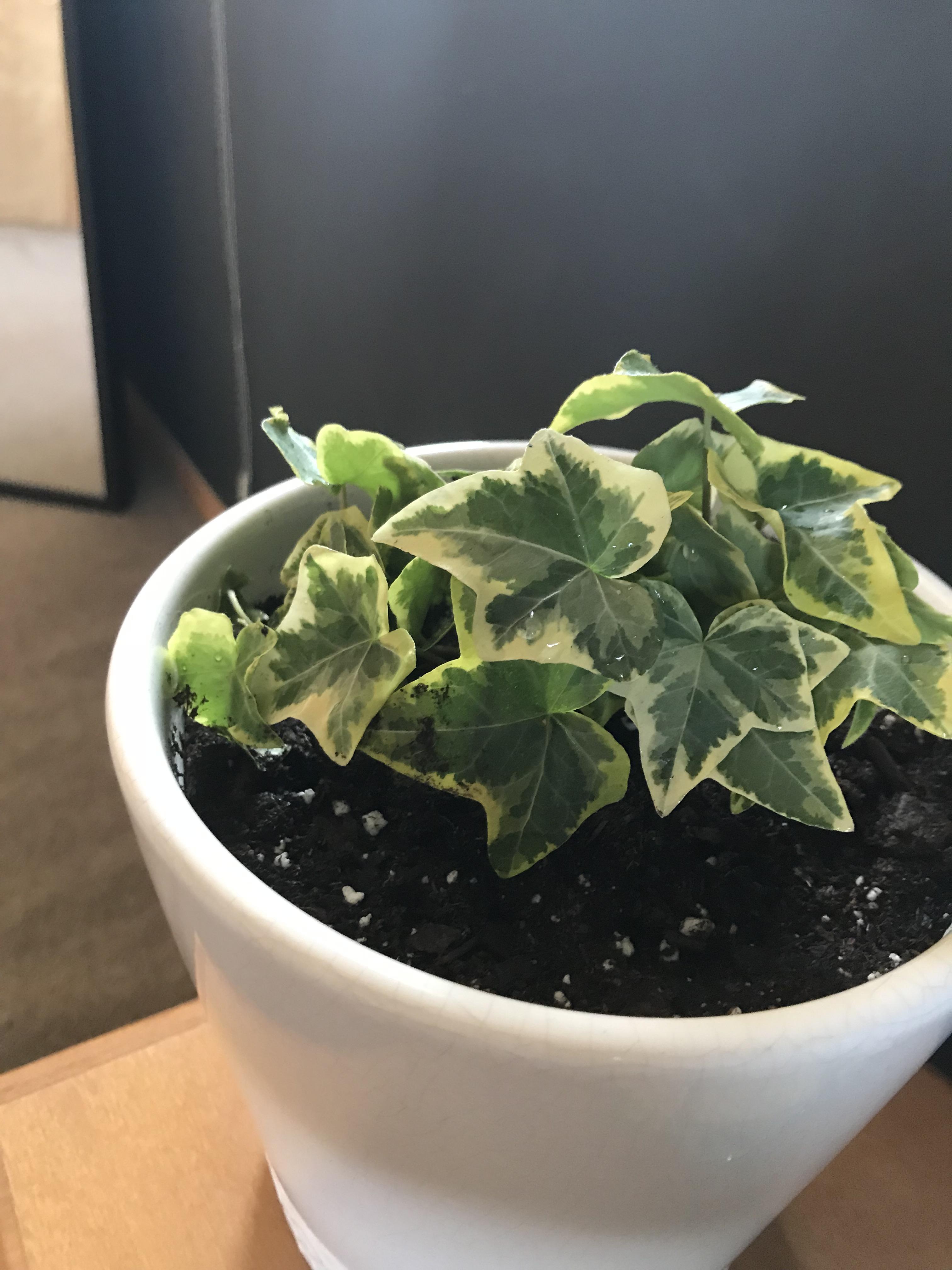 My first plant! Thought I’d start simple with some Ivy but I’m so
