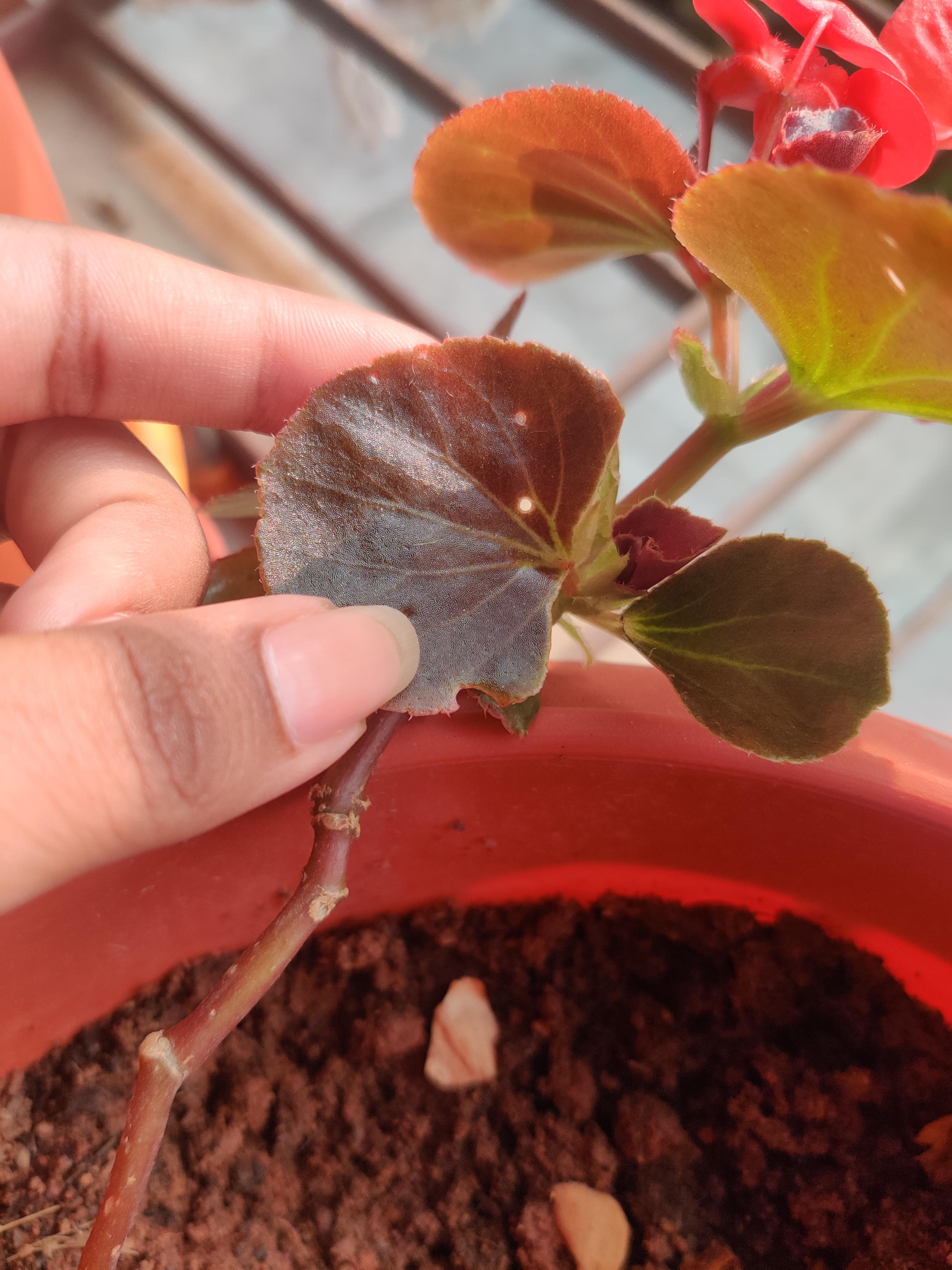 My begonia has holes for some reason. Please tell me what to do 😭😭 r
