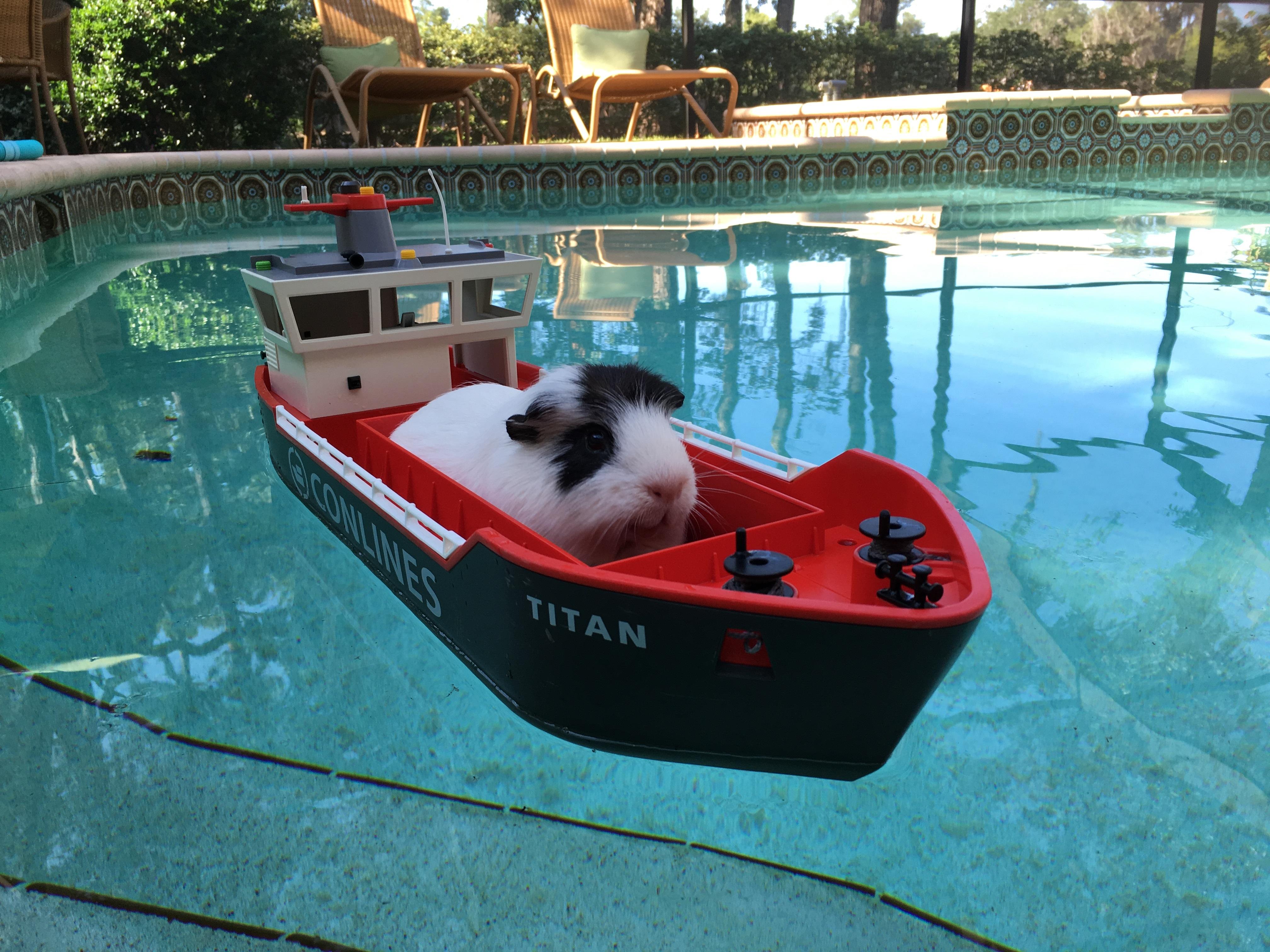 Pig in a ship r/guineapigs