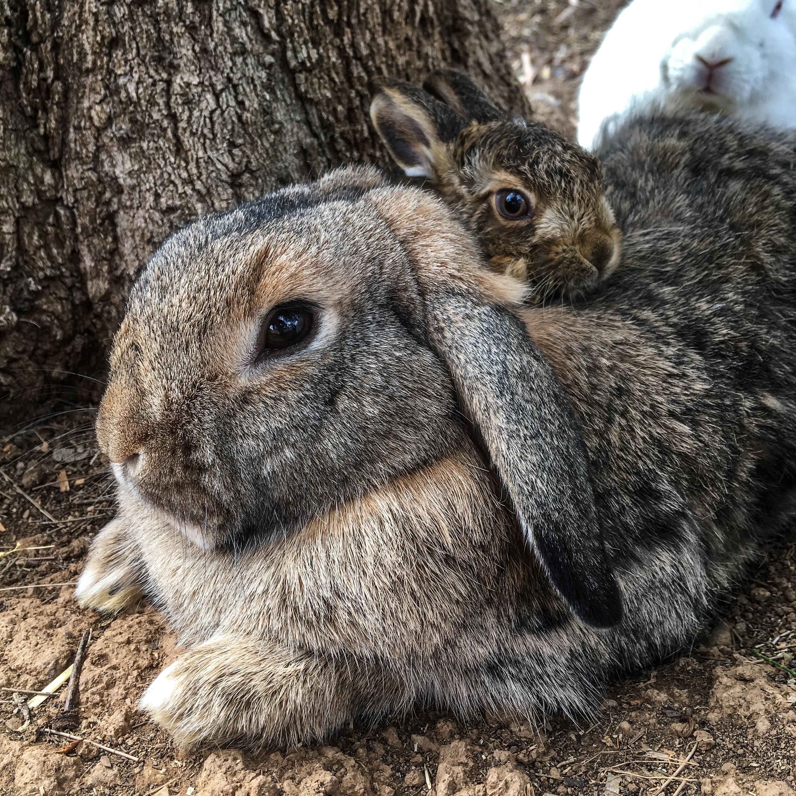 Baby found his favourite bunny 😍 r/Rabbits