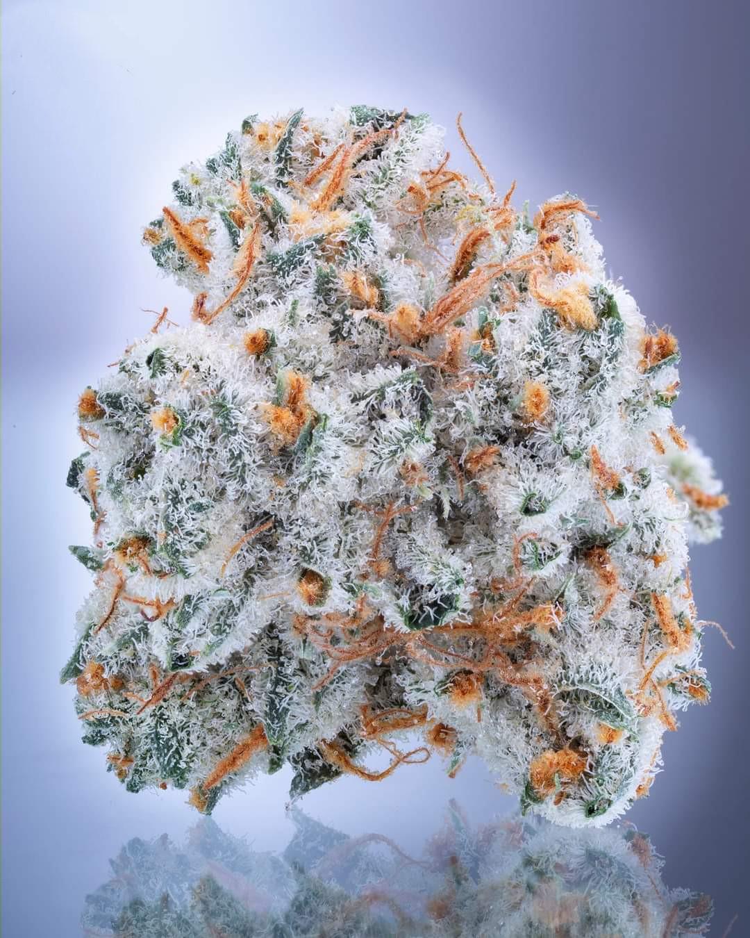 Best Weed in the World r/trees