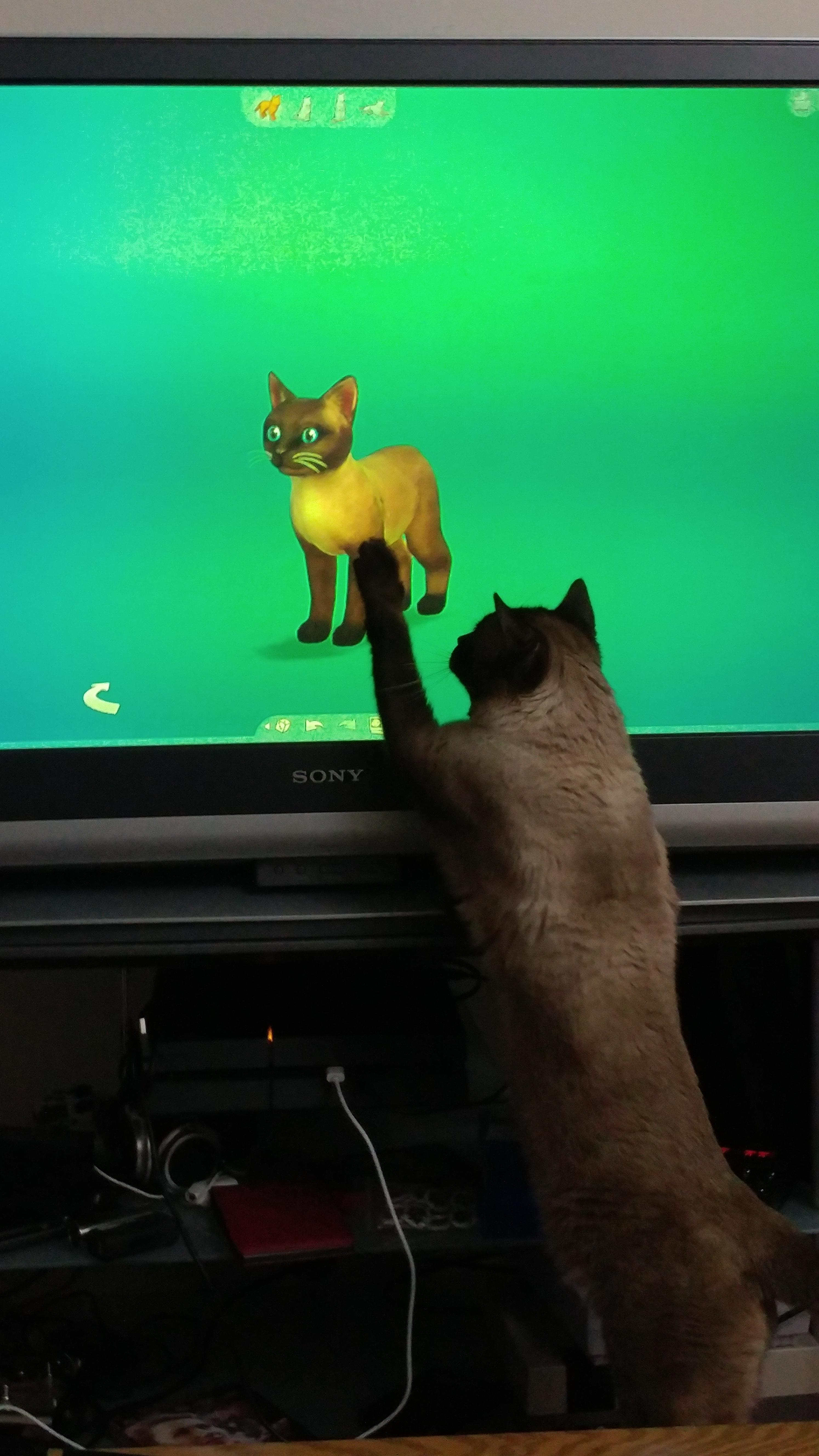 My cat took interest in me playing sims 4 pets. r/aww