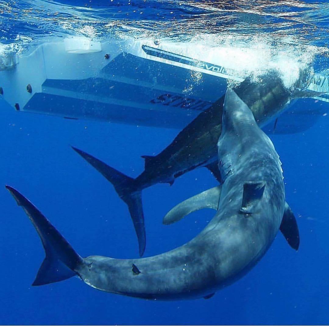 Mako Shark Attacks Marlin