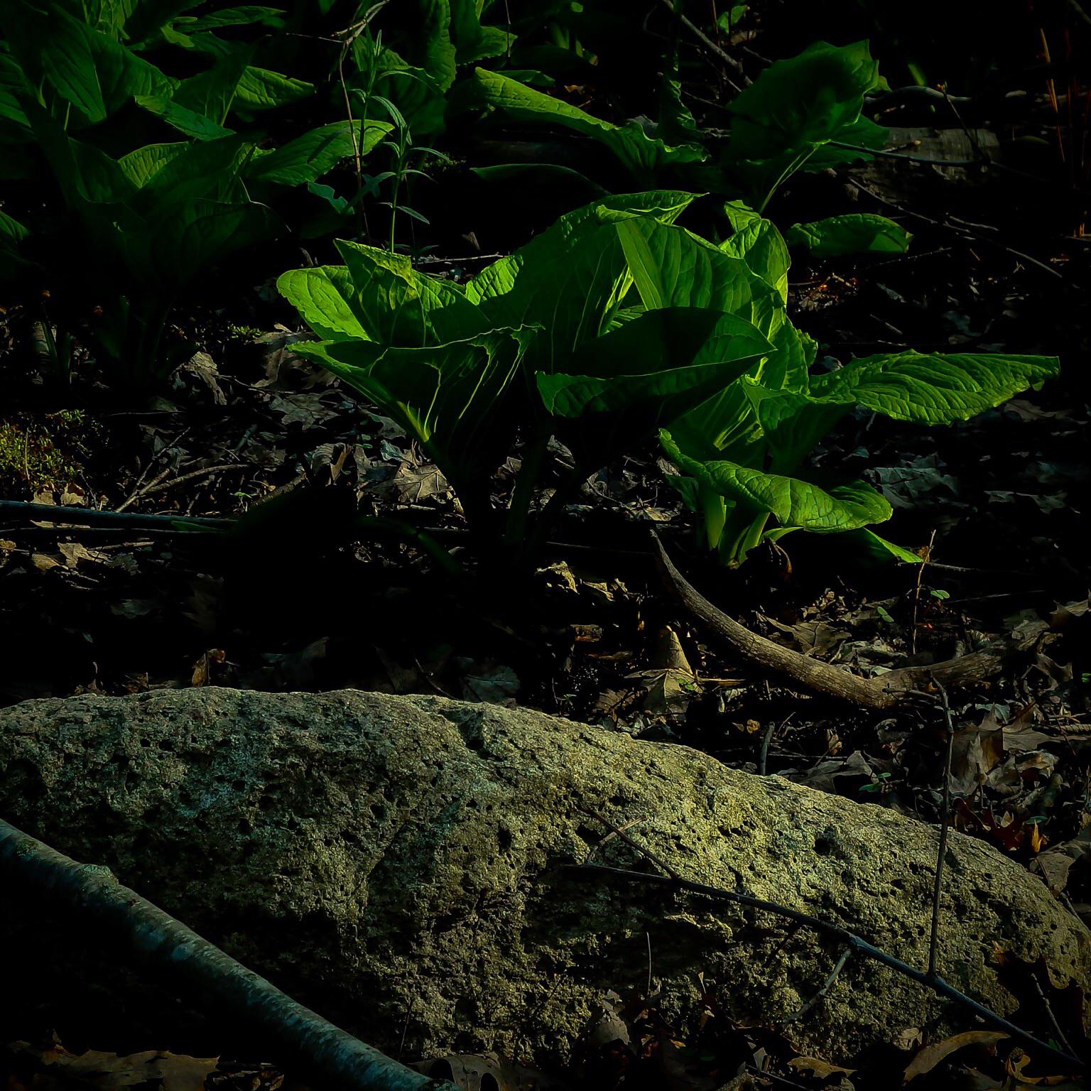 The lighting was perfect with the sun being behind the trees London