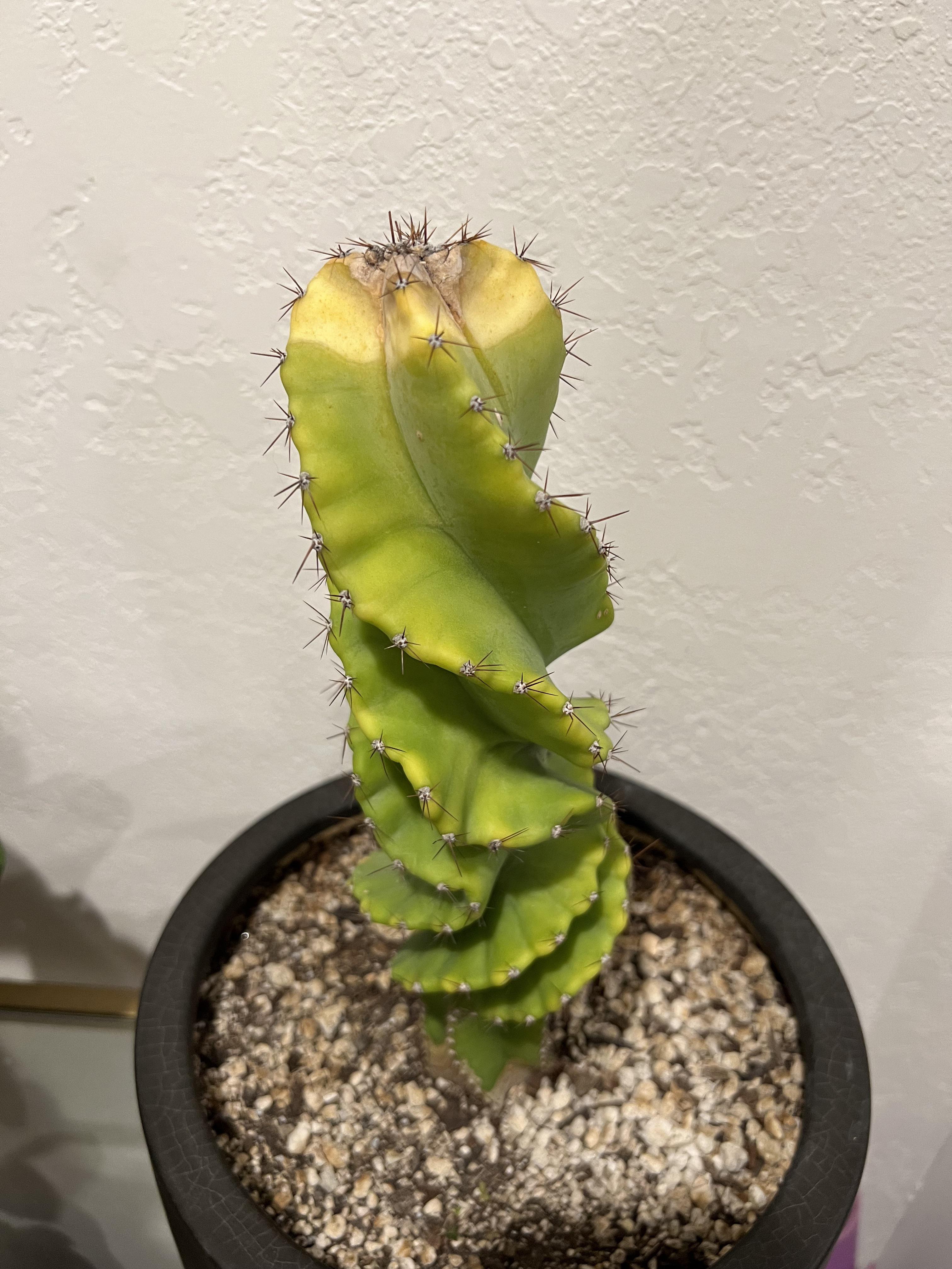 Hi r/cactus! Why is the top of my cactus turning yellow? r/cactus
