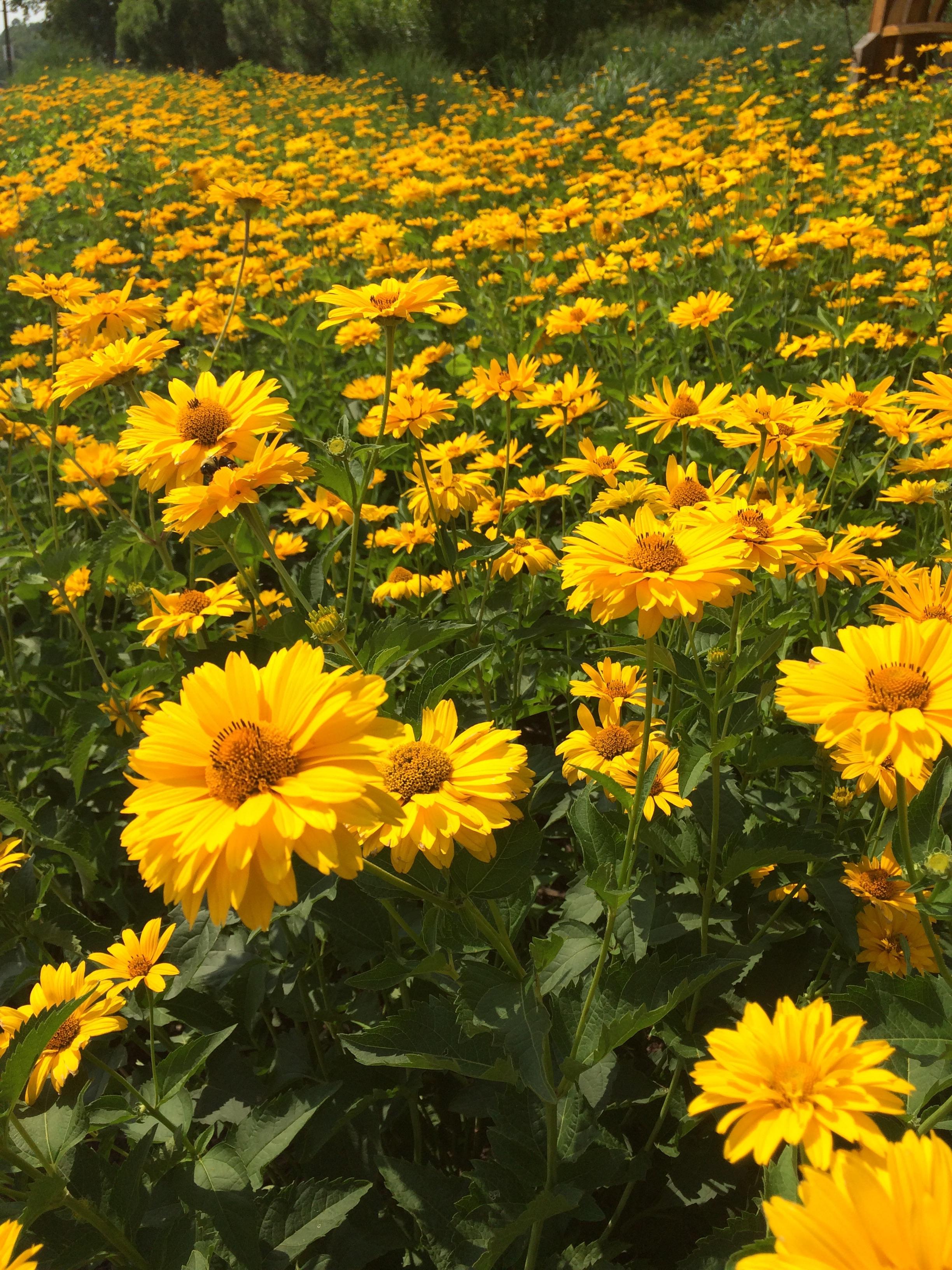 [TTM] I came across a lovely field of yellow daisies. r/flowers