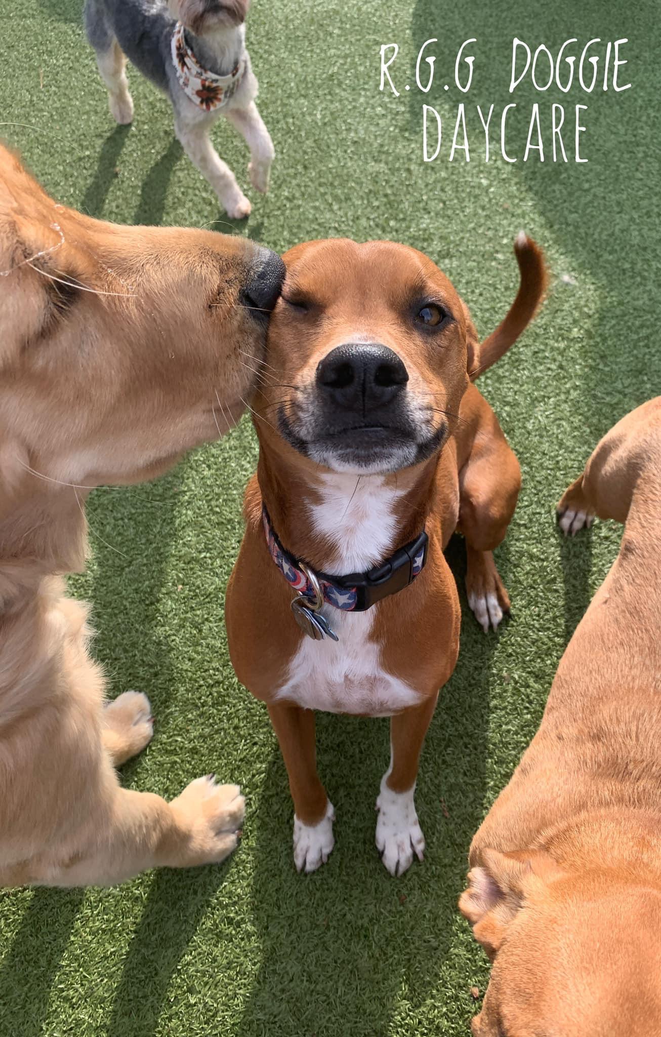 My dog at daycare r/dogpictures