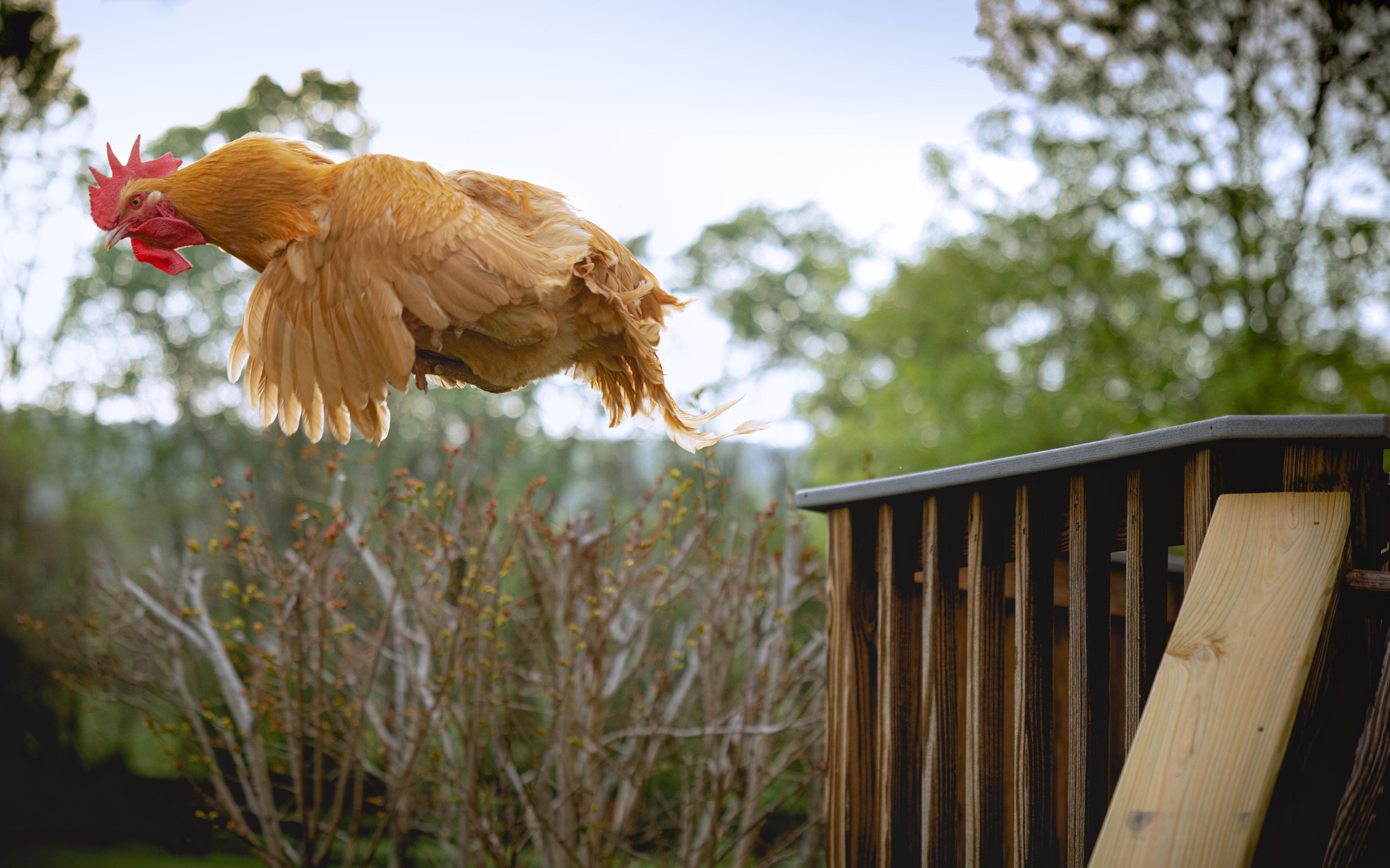 Just got 4 chicks from Tractor Supply to add to my flock! I heard