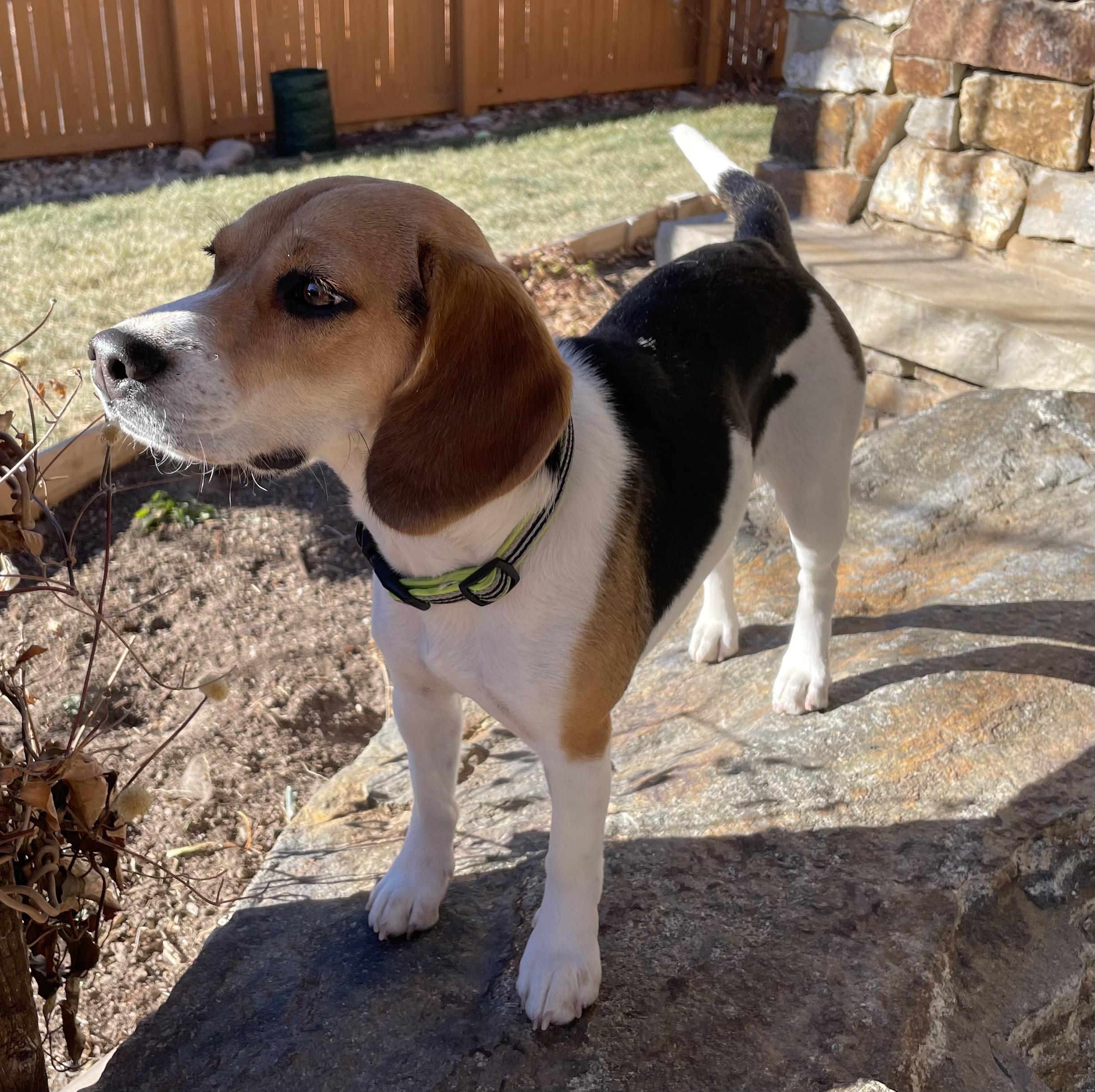 Looking for advice 1.5 yr old beagle regularly refuses to eat. I’ve