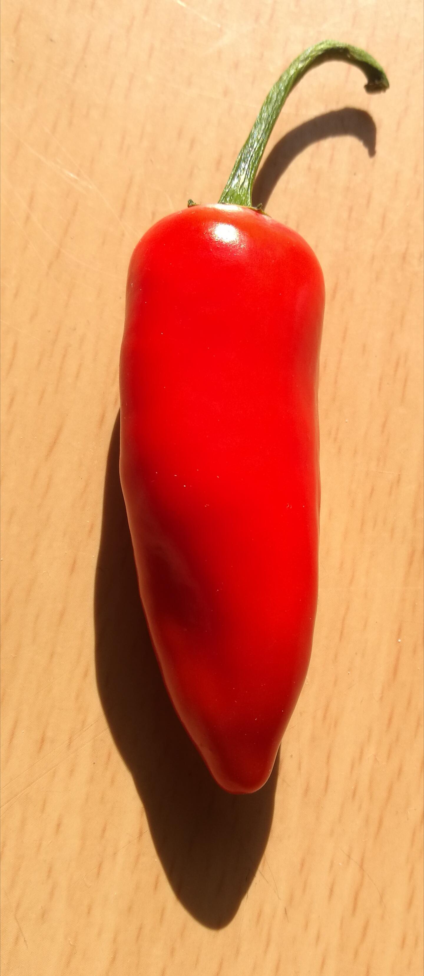 My Latest Cross Jalapeno x Chocolate Habanero. Tastes Like Jalapeno