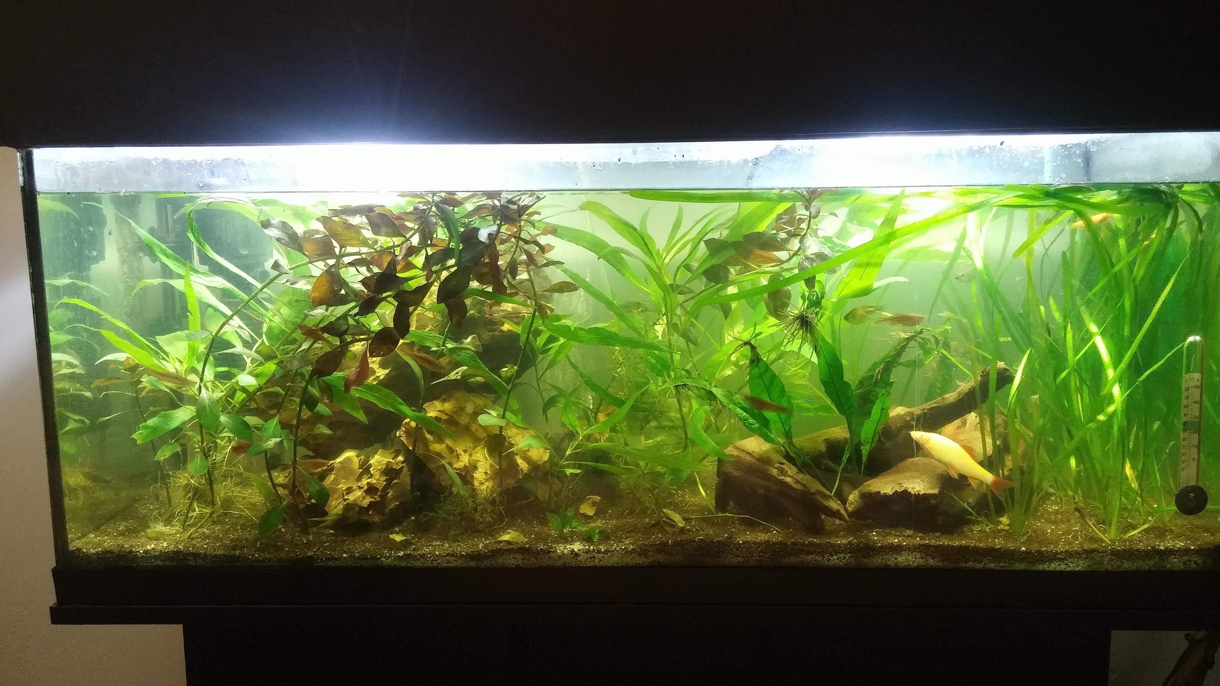 The dust has finally settled after my first rescape What do you all