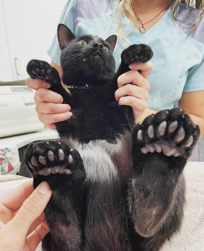 Polydactyl cat interestingasfuck