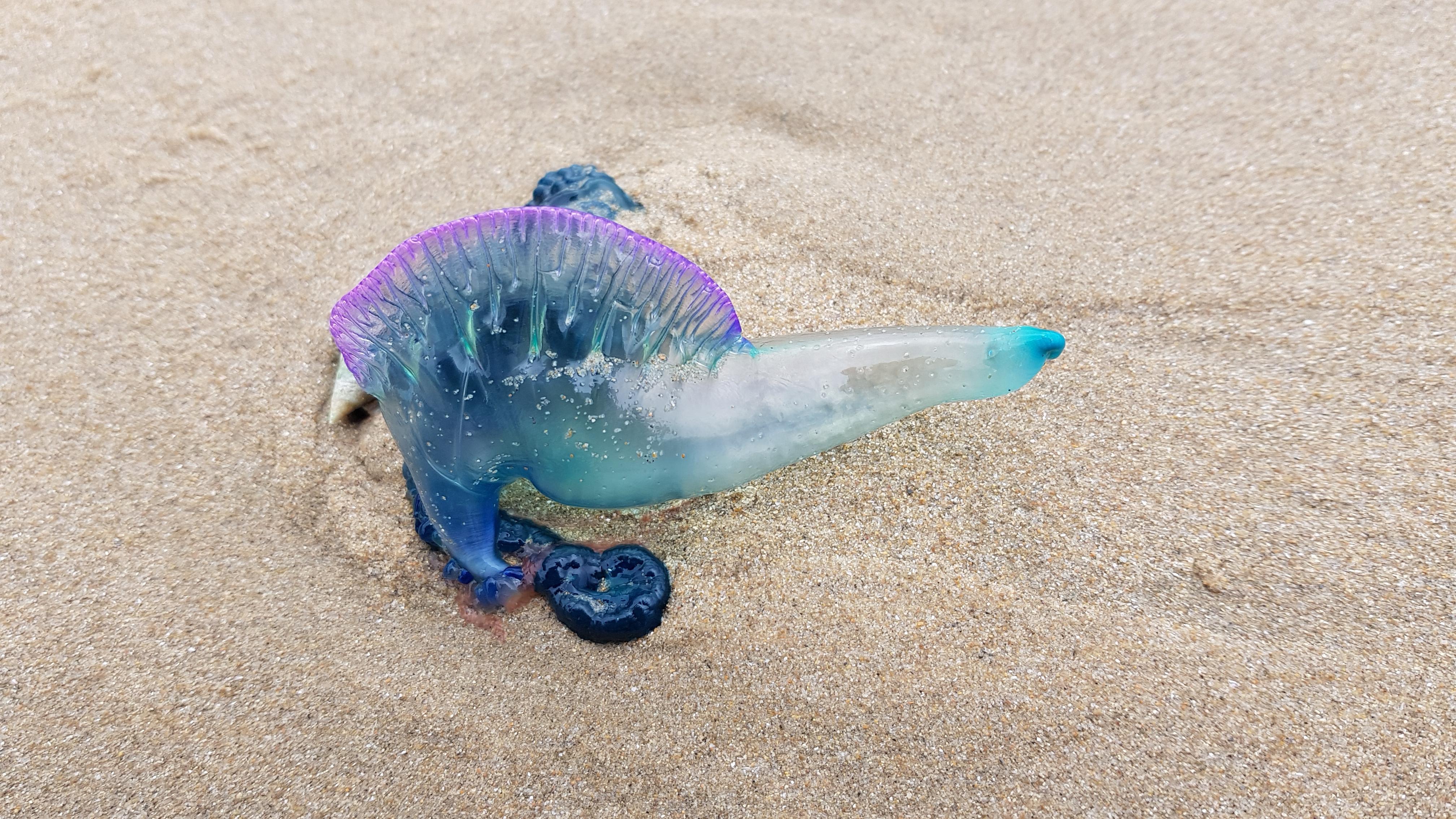 Blue bottle jellyfish. South Africa r/mildlypenis