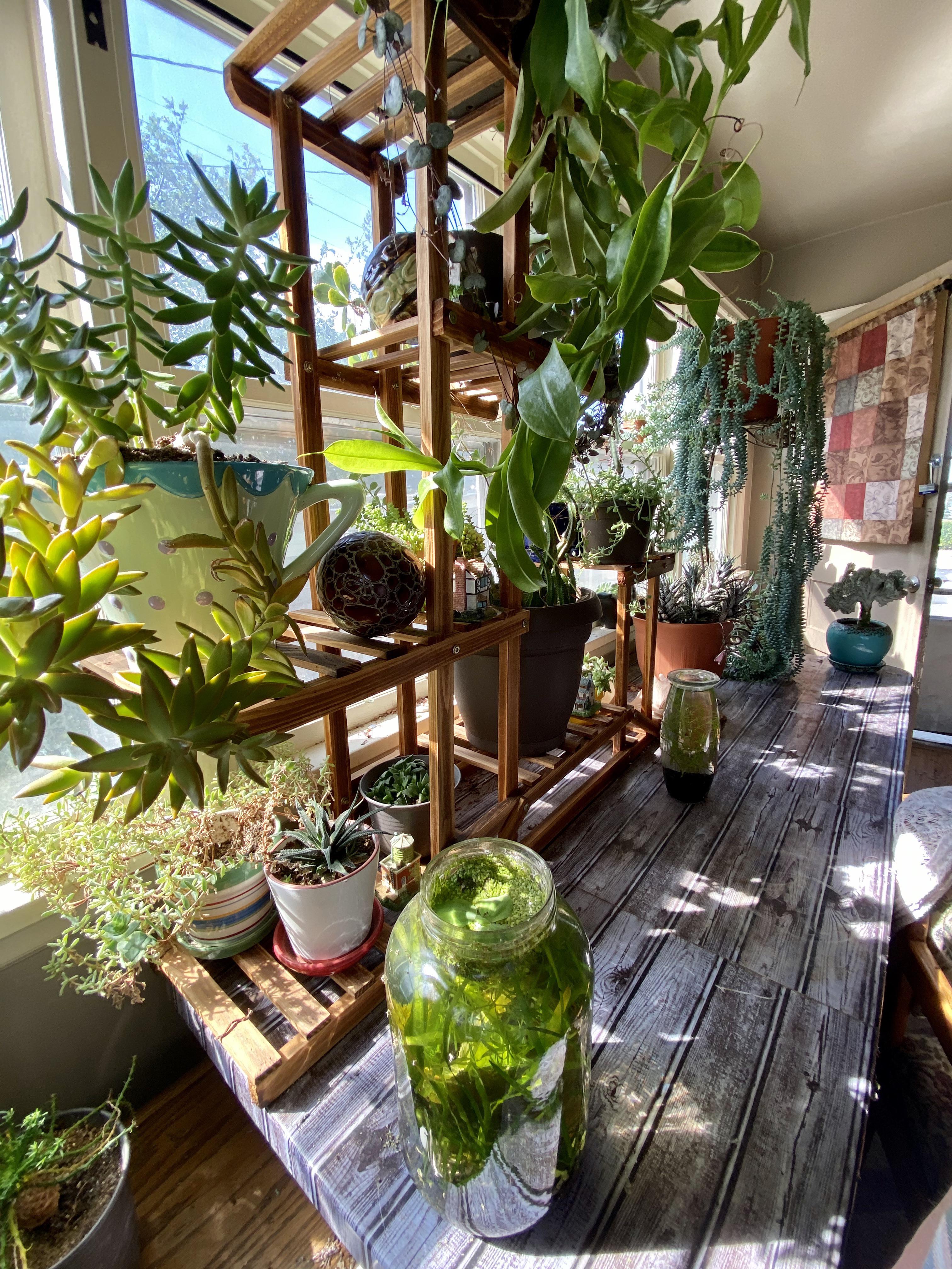 Side view of my dining room plant table!