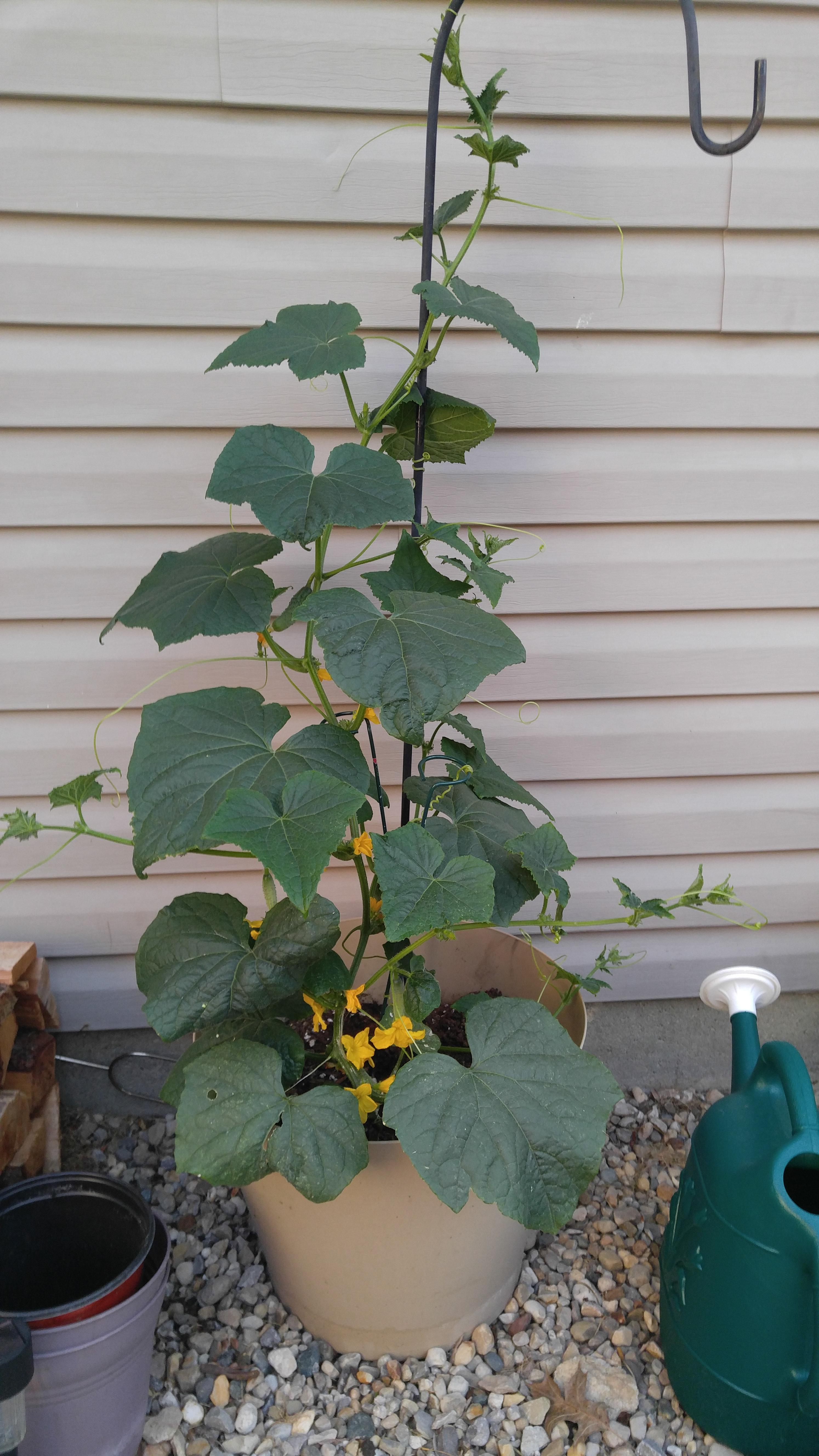 Our FIRST Persian Cucumber Plant! Survivin and Thrivin! r/gardening