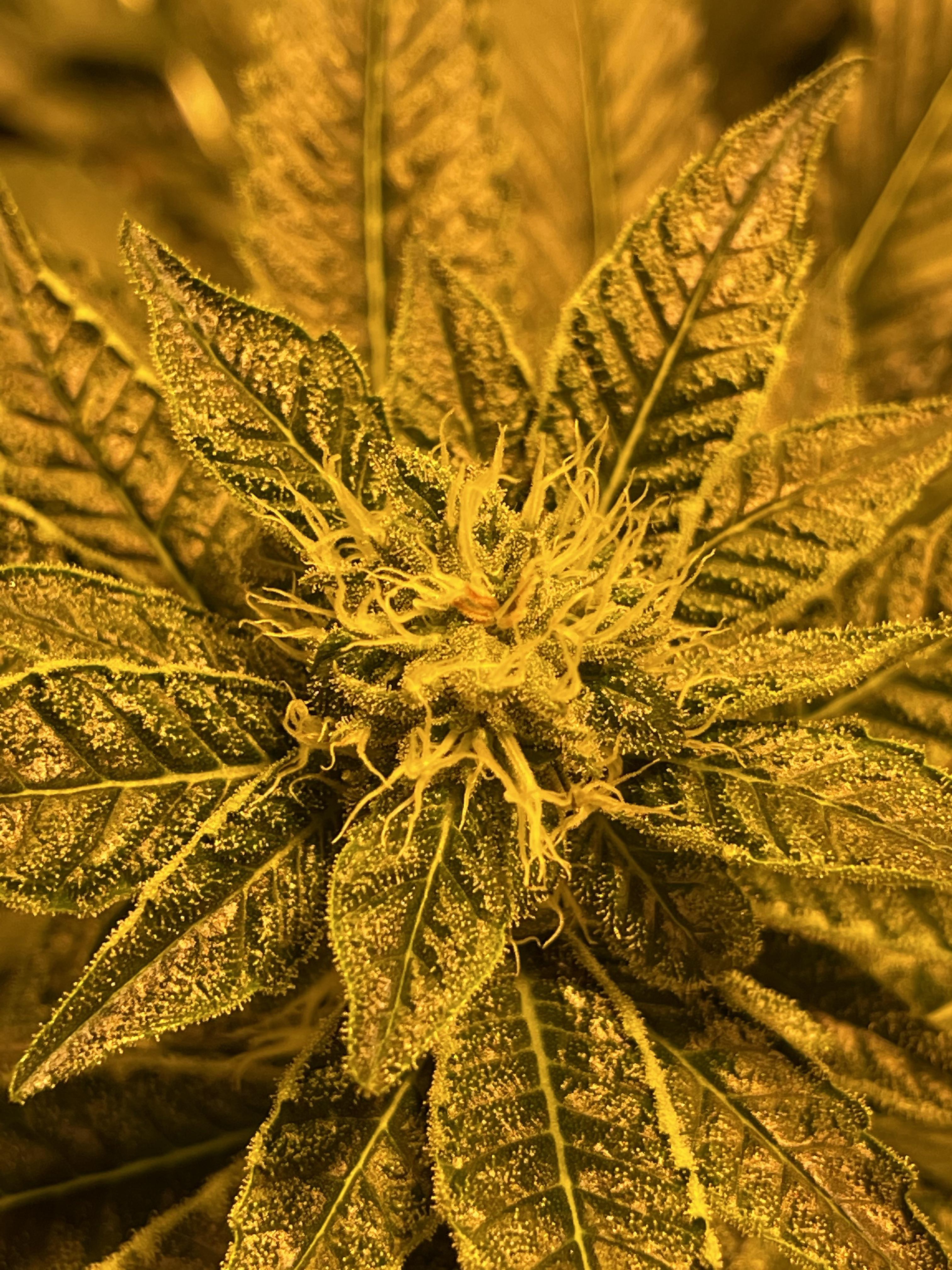 Should the orange hairs be a concern? Noticed it on a few of my plants