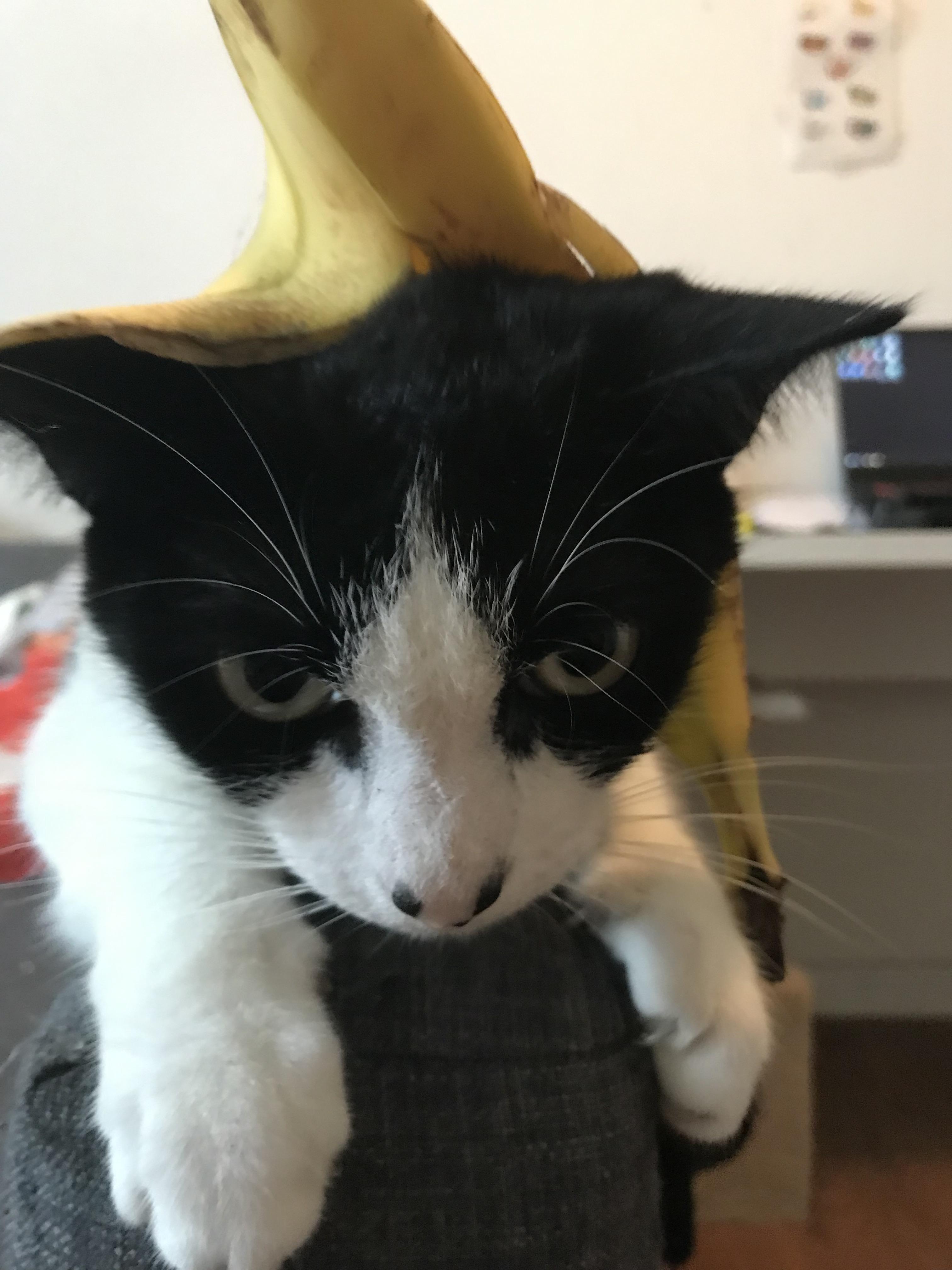Banana hat r/StuffOnCats