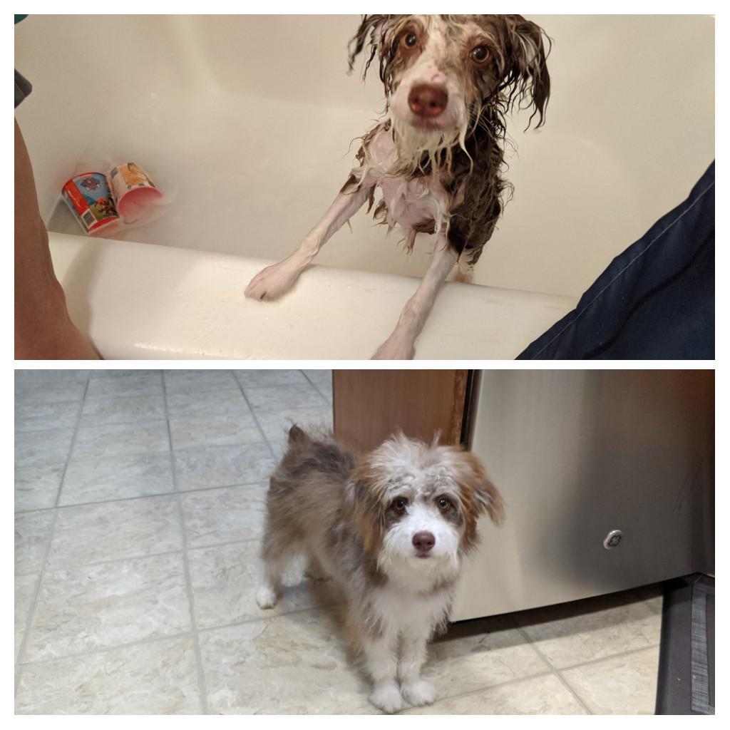 Bath & Brush for Lulu (5 months) r/AussieDoodle