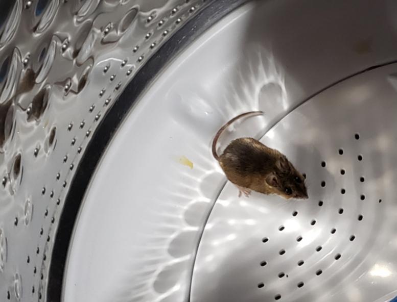 My daughter sent me a photo being Creeped Out by a mouse in her wash