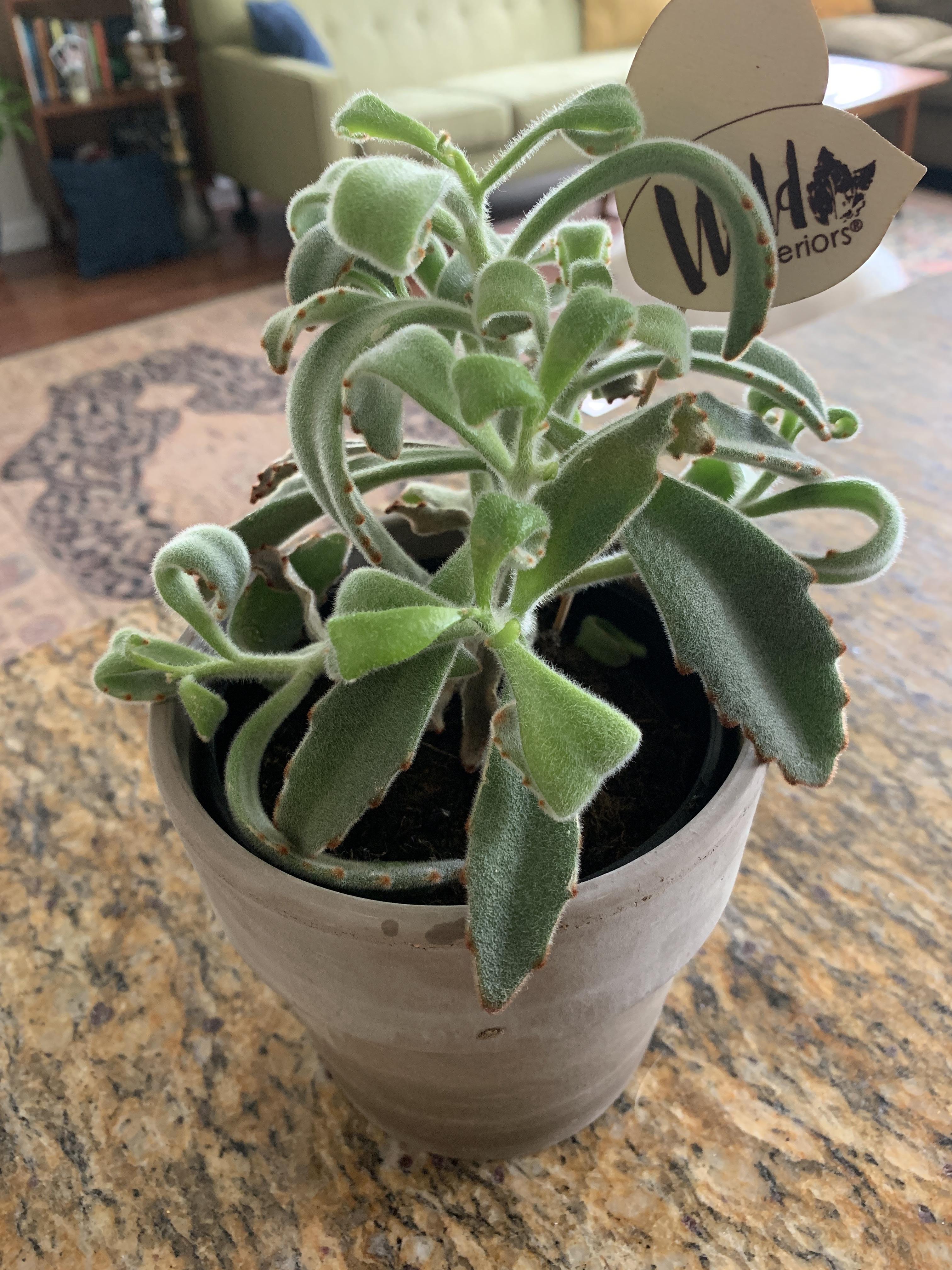 Panda plant help! All the new leaves on my panda plant are small green