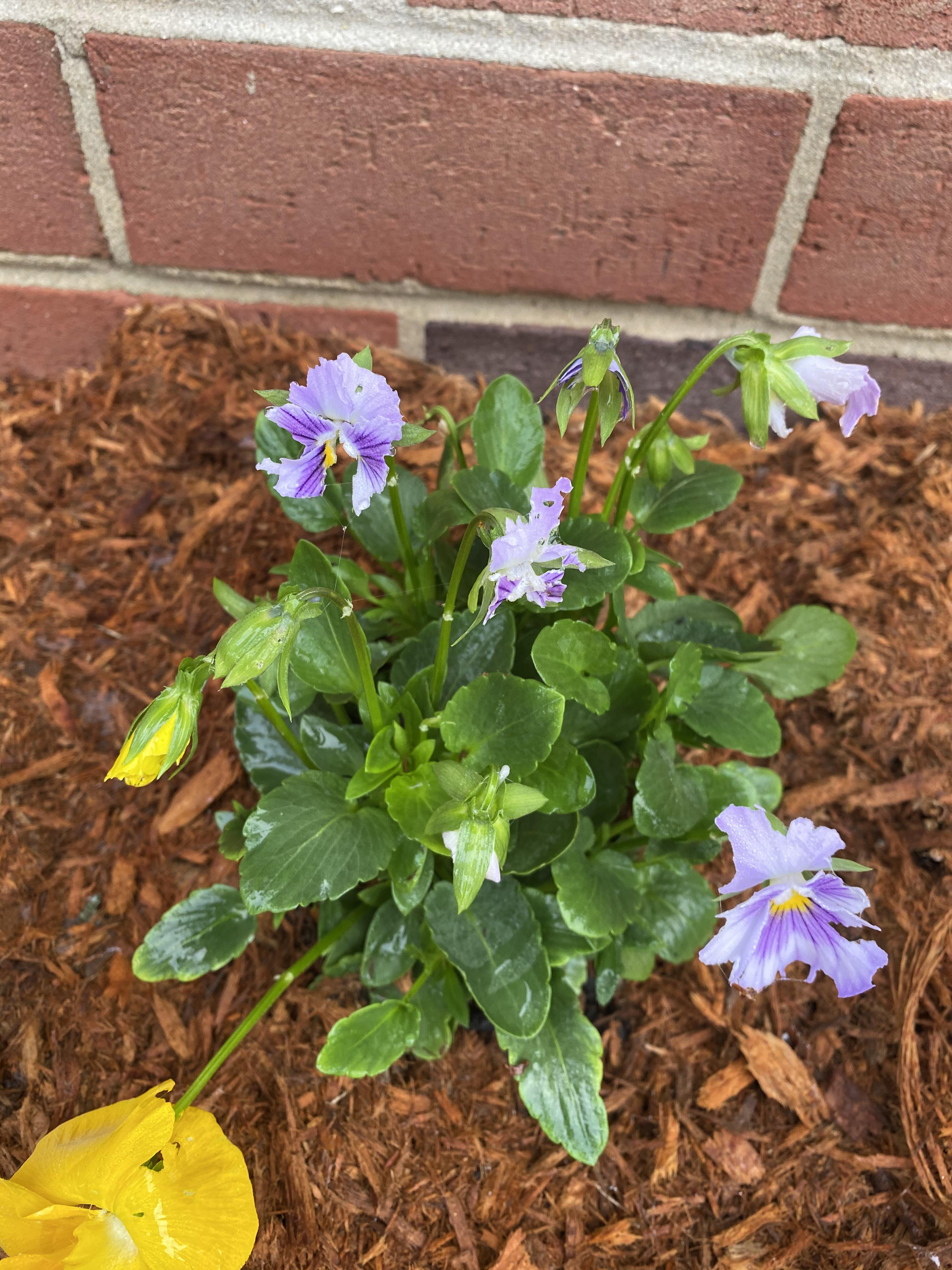 Something is eating my fall flowers. What can I use that will deter the