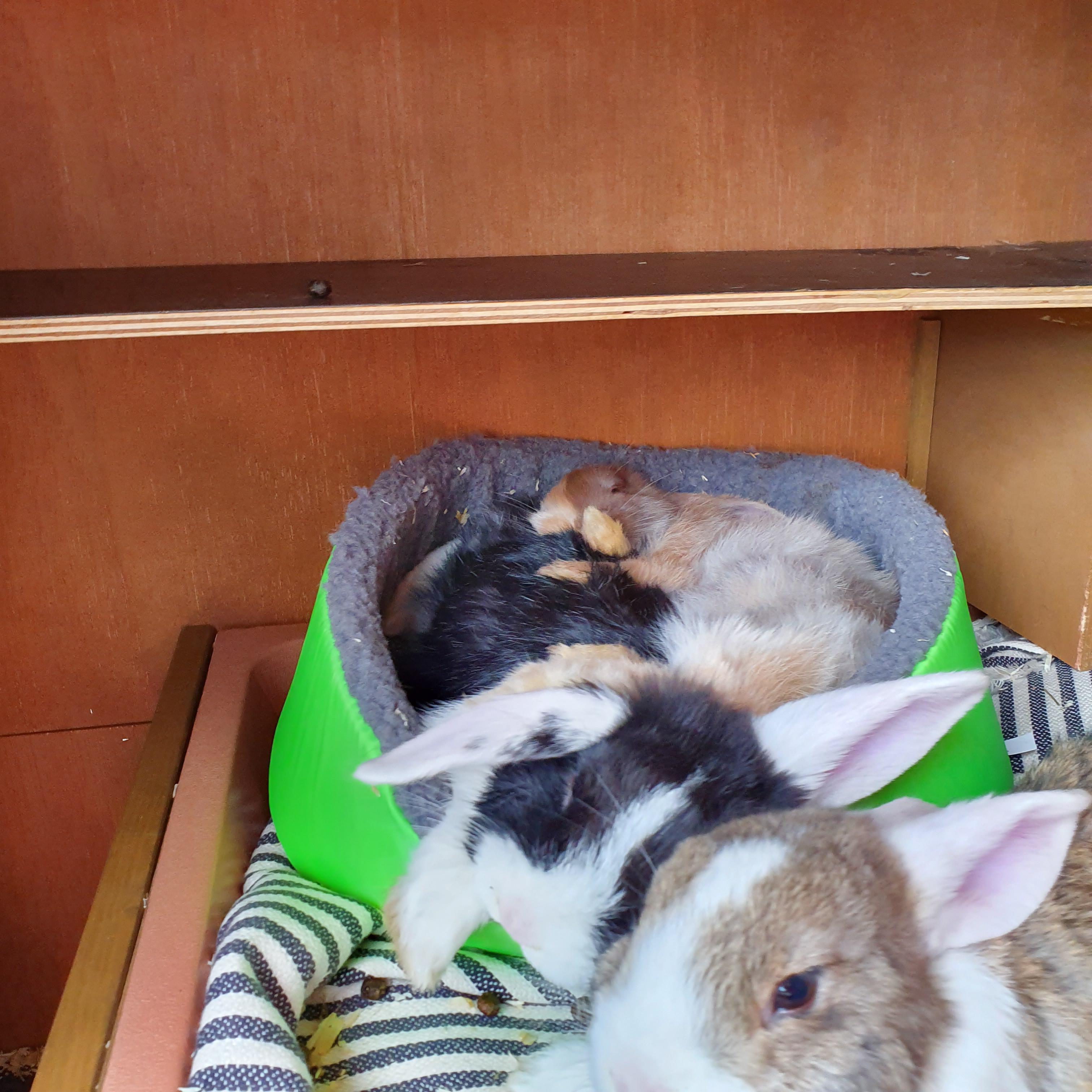 Just some sleepy bunnies r/Natureisfuckingtired