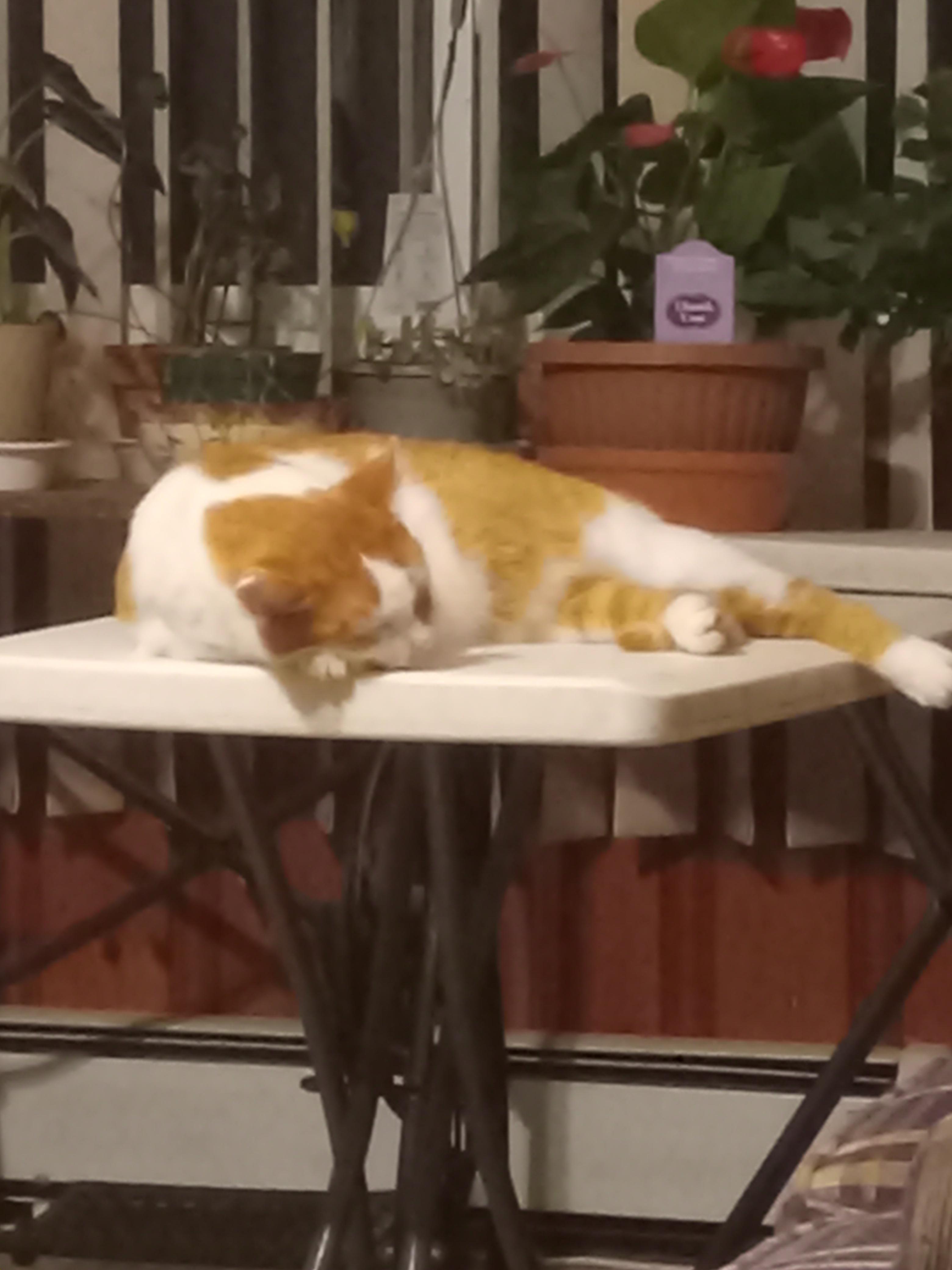 cats, they hate, and love you at the same time r/PetsareAmazing