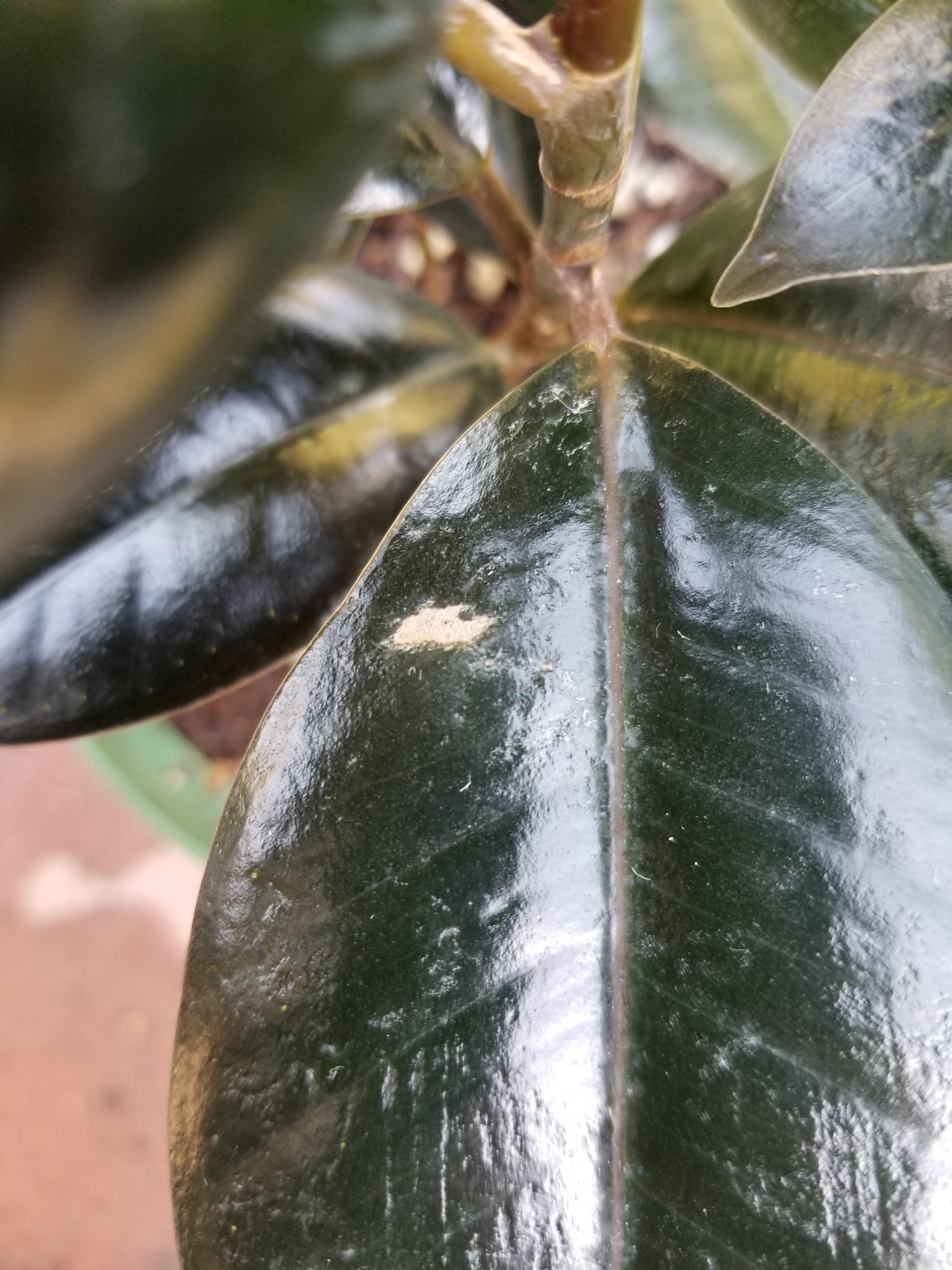 Anyone know what causes dry spots on rubber plants? r/houseplants